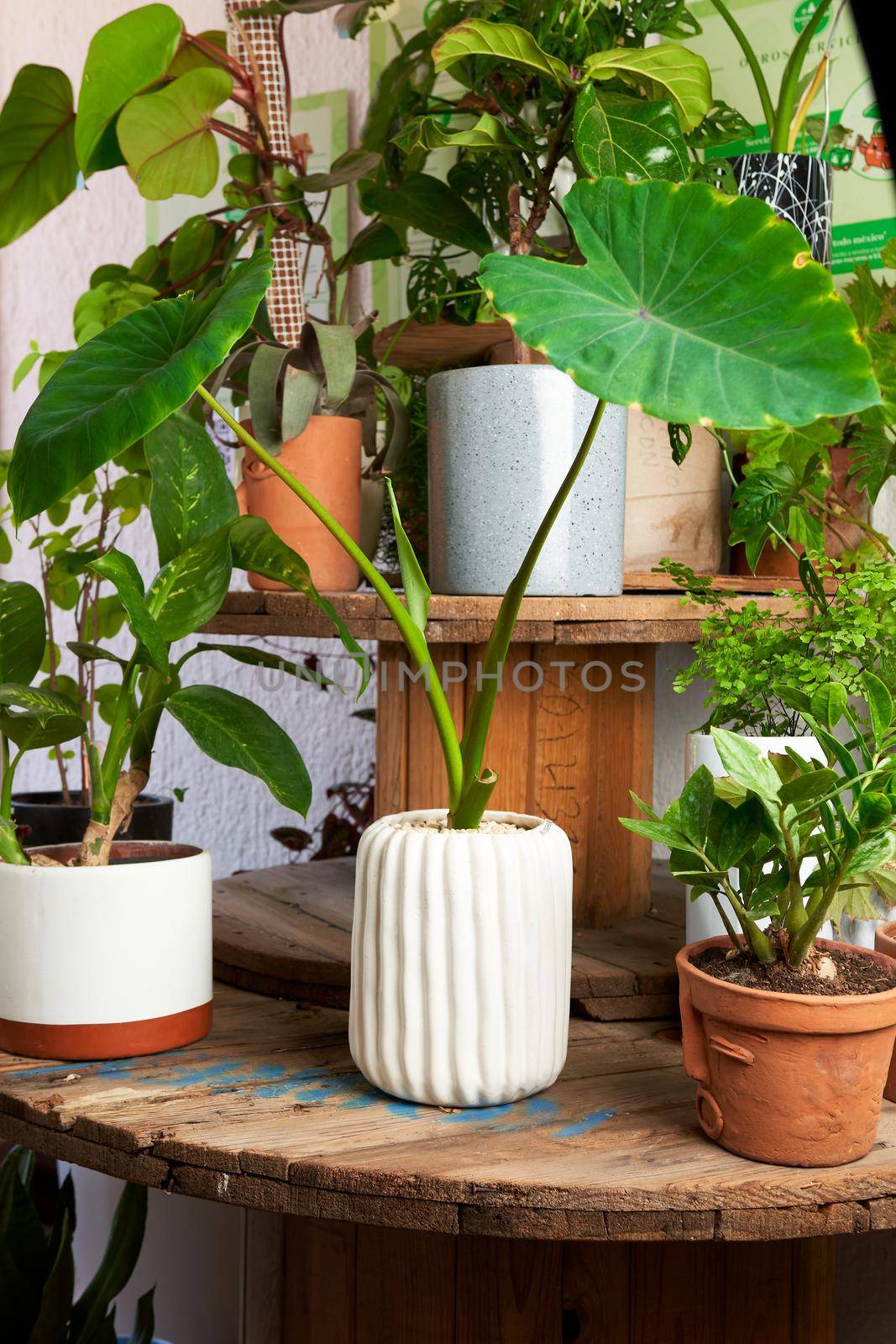 plant in clay pots on wooden table. decorative flowerpots.