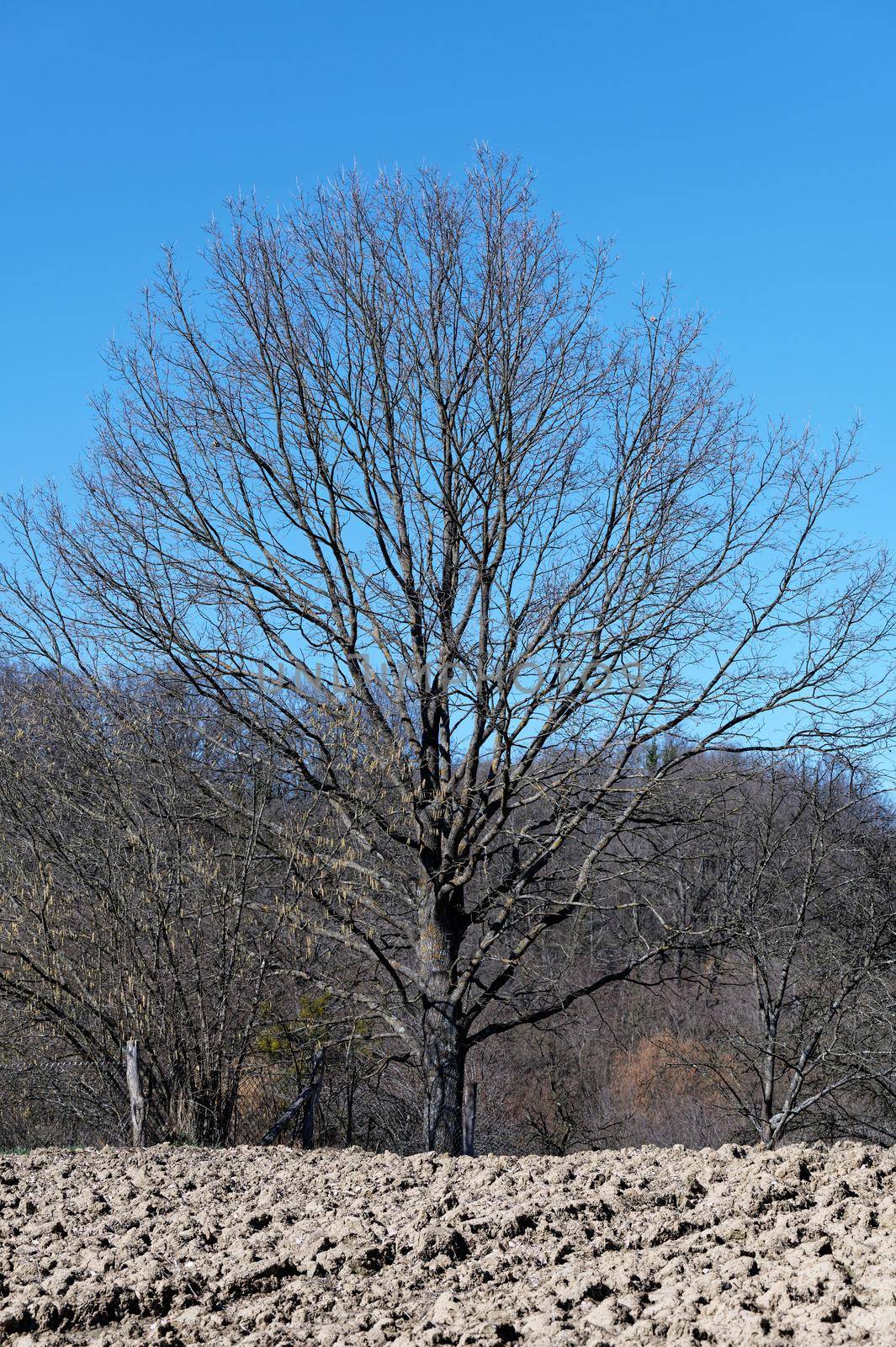 A large fruit tree without leaves stands on the edge of a small field on a cloudless day waiting for the spring awakening.