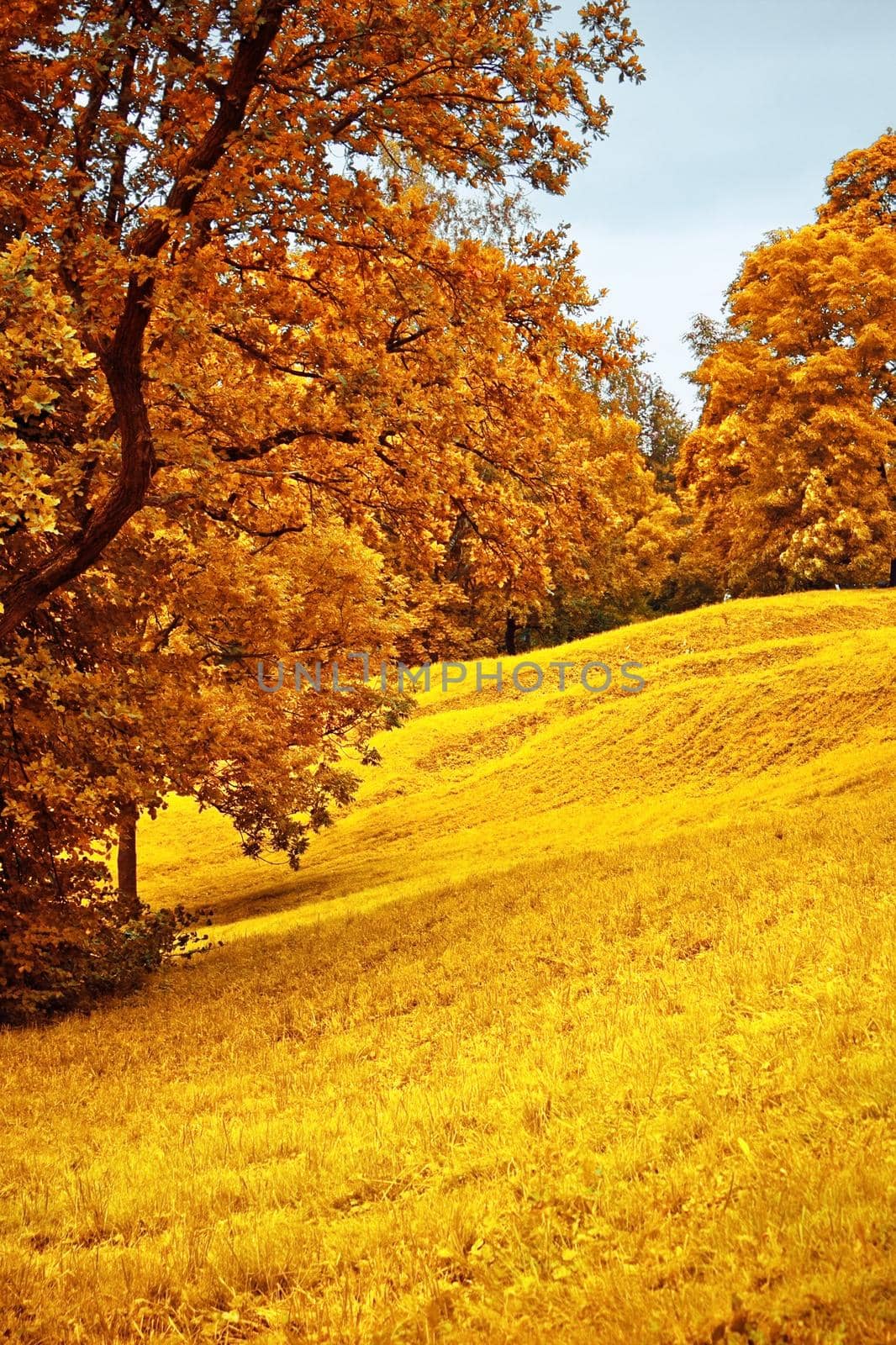 fall scenery, beauty of autumn - nature and environment concept, elegant visuals