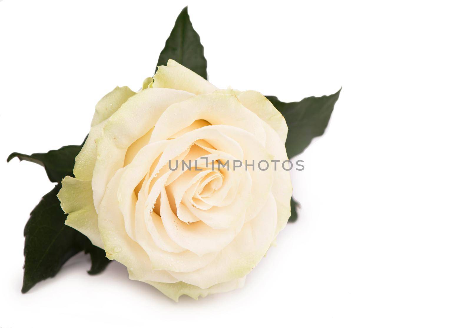 one white rose on a white background by aprilphoto