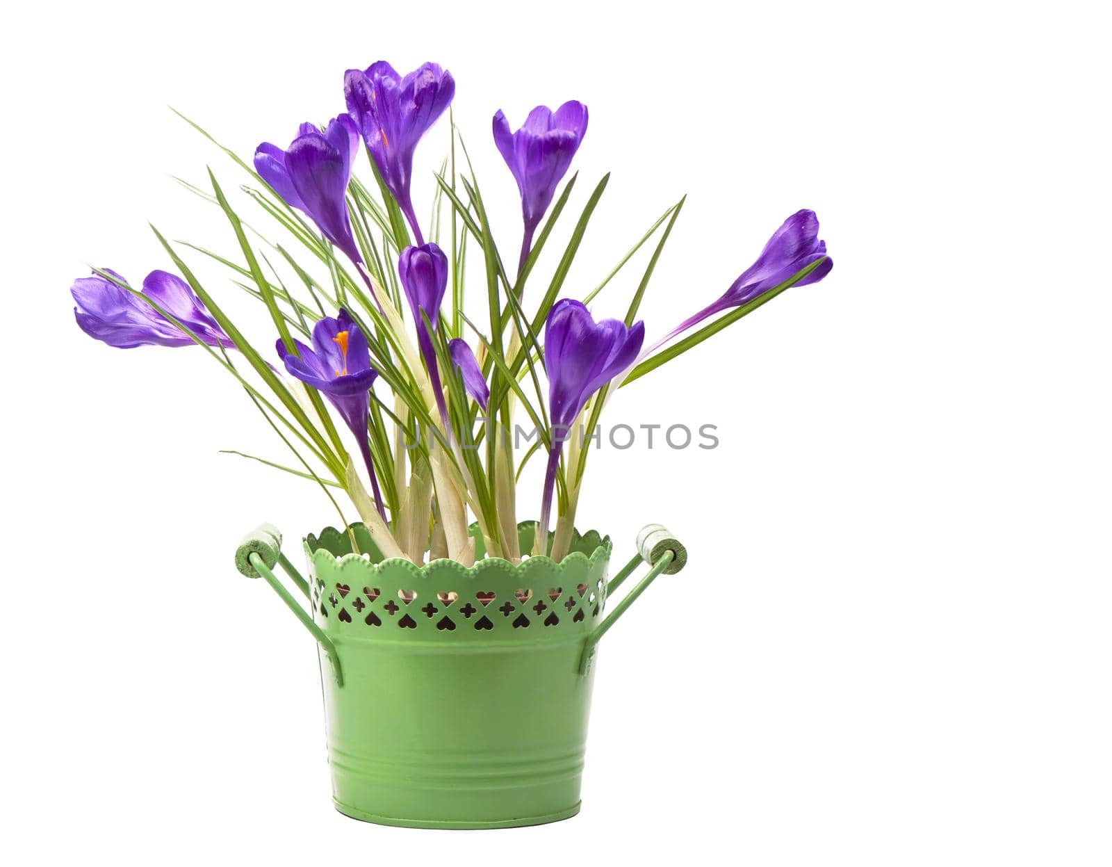 Crocus flower in the spring isolated on white