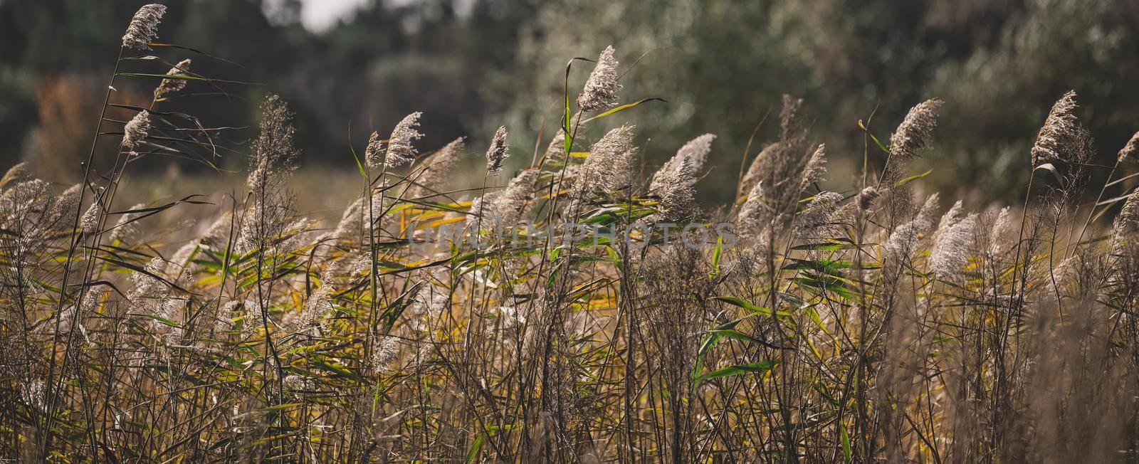 Dry stalks of reeds at the pond sway in the wind on an autumn day by ndanko