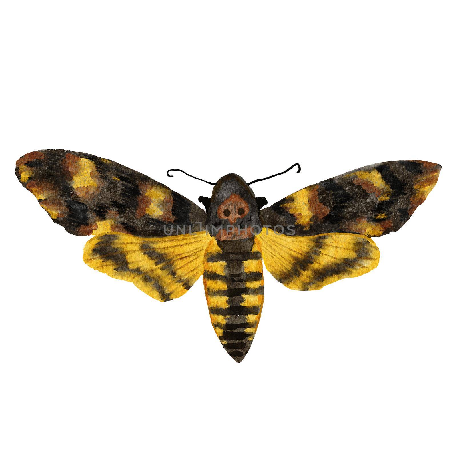 Watercolor hand drawn illustration of death head moth hawkmoth. Nature wildlife natural realistic butterfly insect moth. Yellow brown night species, bug wings with texture print. by Lagmar