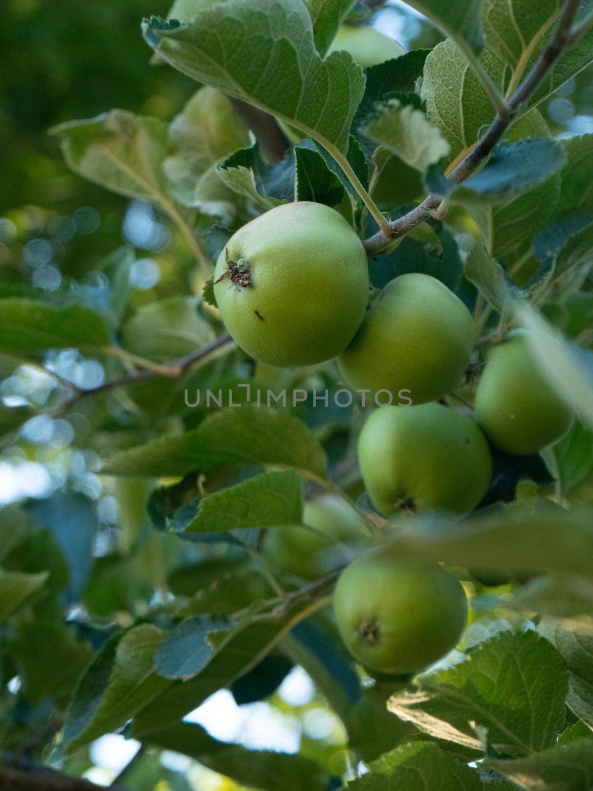 Organic small fruit produce in Piacenza Italy.Apples growing on a tree on sunny day in July