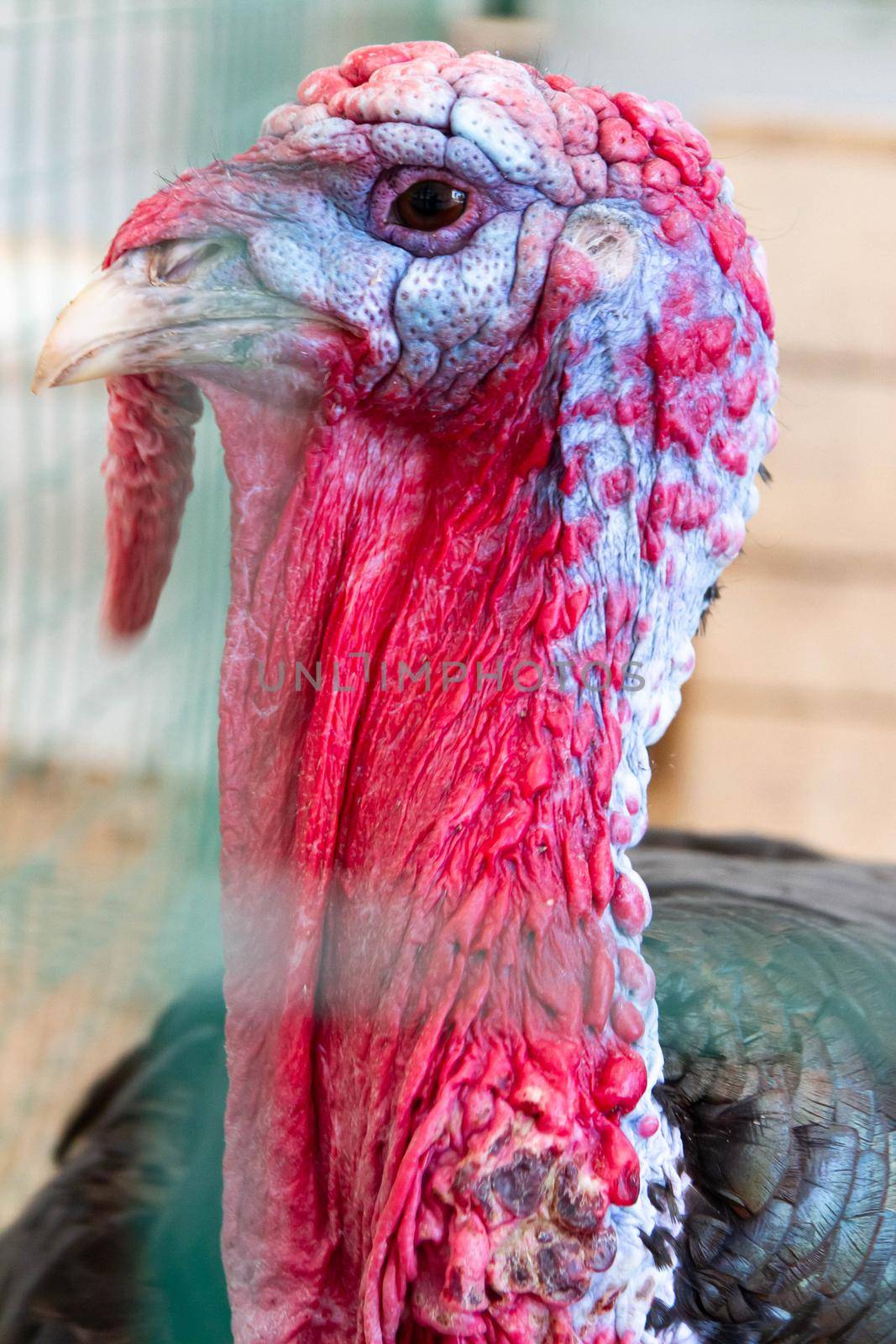 Wild turkey close up. Turkey in the zoo. Adult bird in captivity.