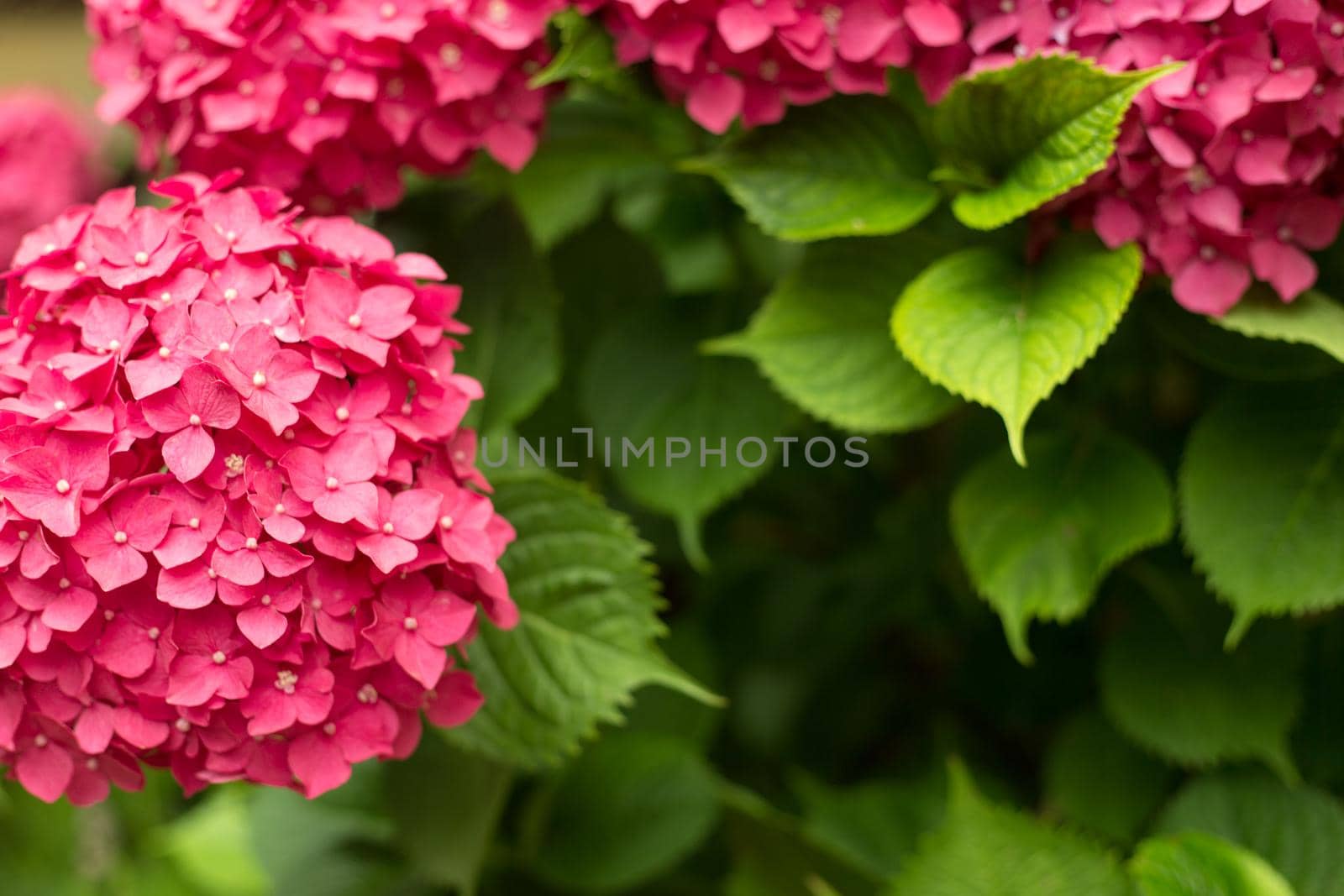 Close up light pink hortensia fresh flowers blur background