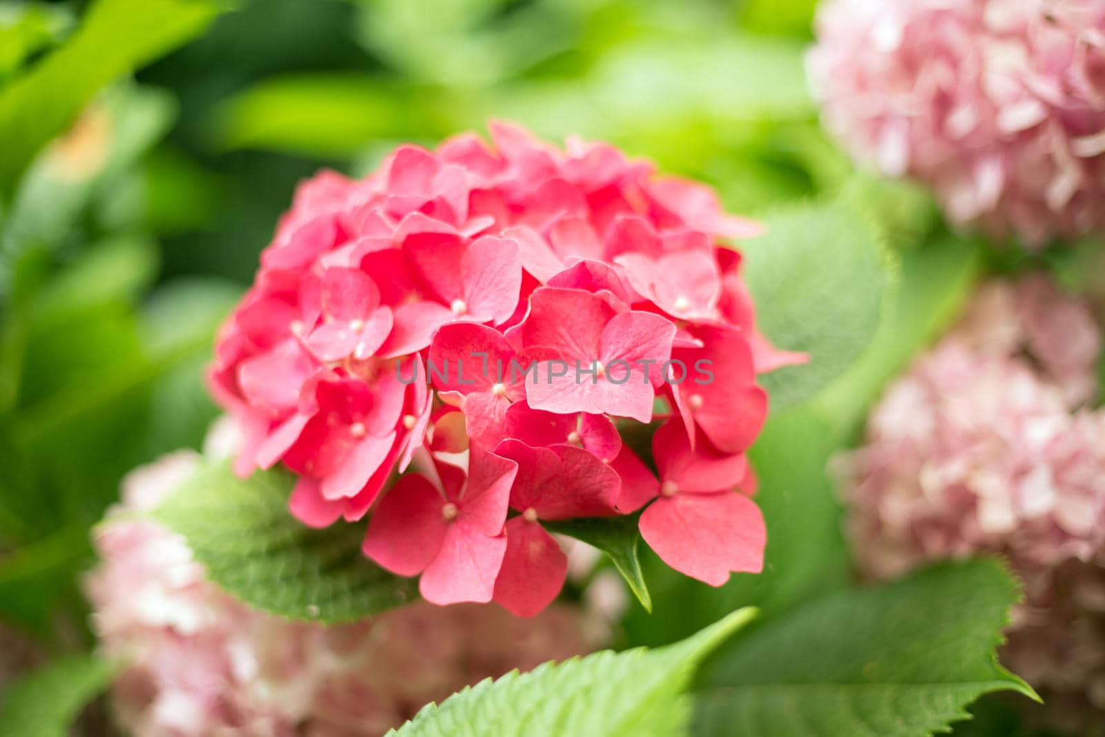 Fresh hortensia bright red flowers and green leaves background