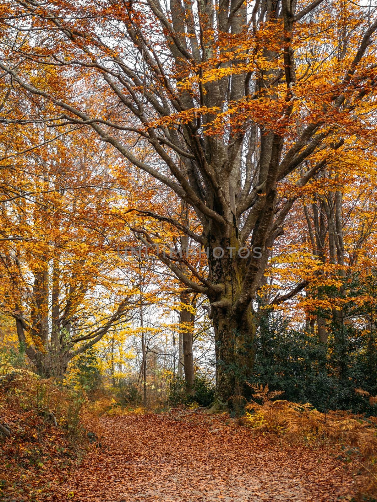 Big yellow tree with wood fences near the road. Pathway through in the forest at autumn landscape.