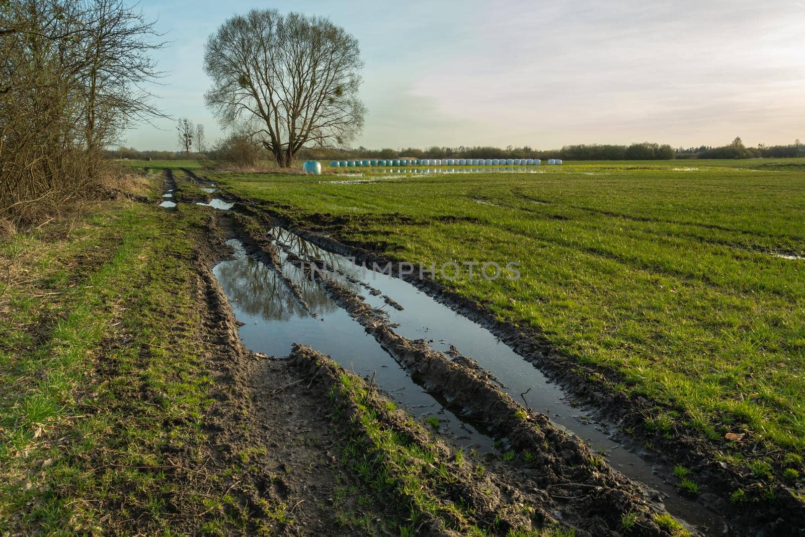 Water on a country road and a big tree, spring rural view