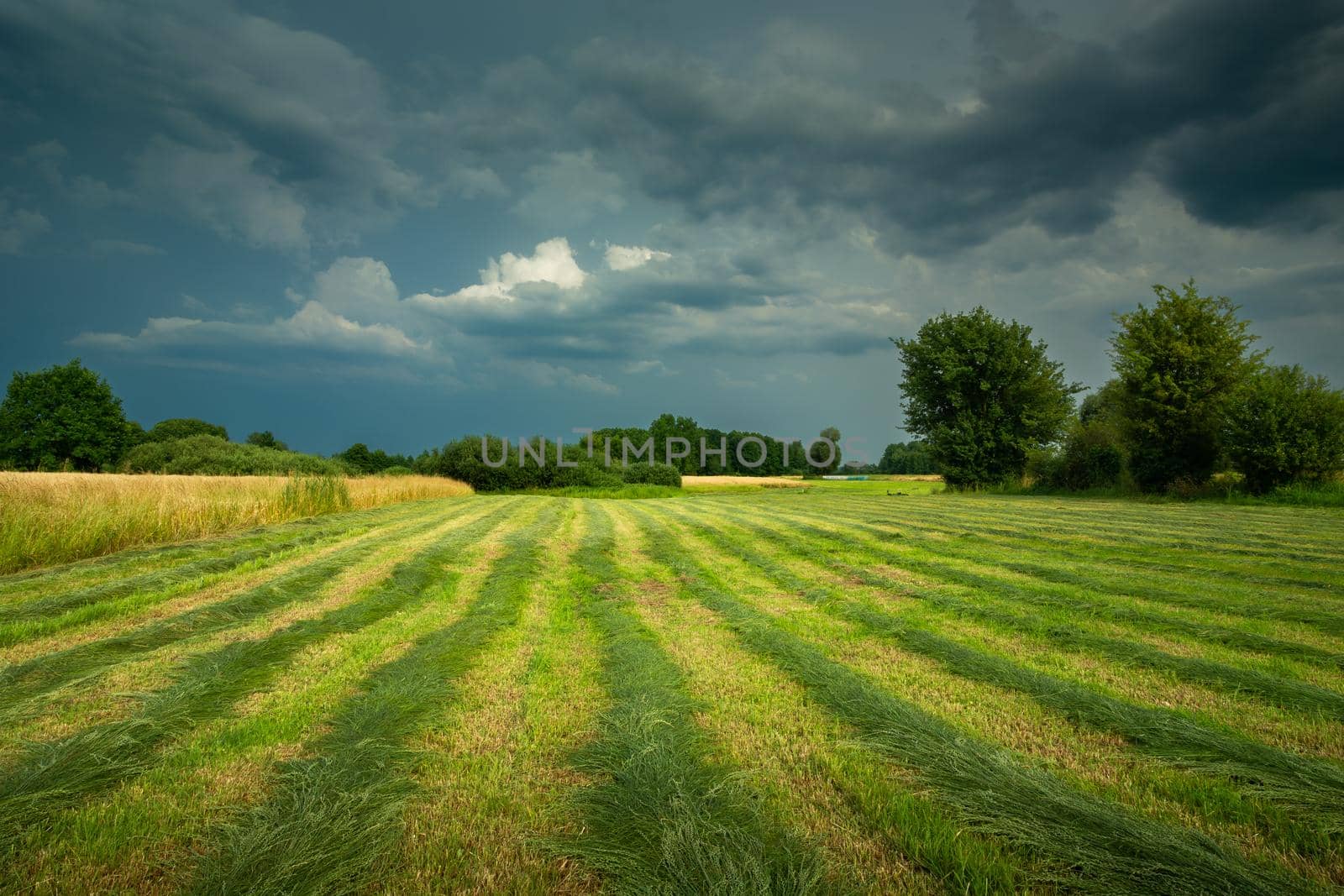 Cut grass in the meadow and cloudy skies, summer rural view