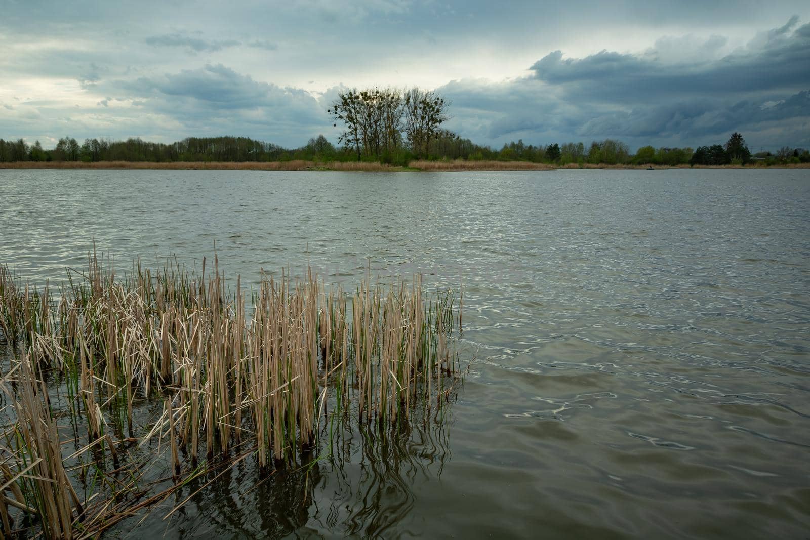 Reeds in a calm lake and cloudy skies by darekb22