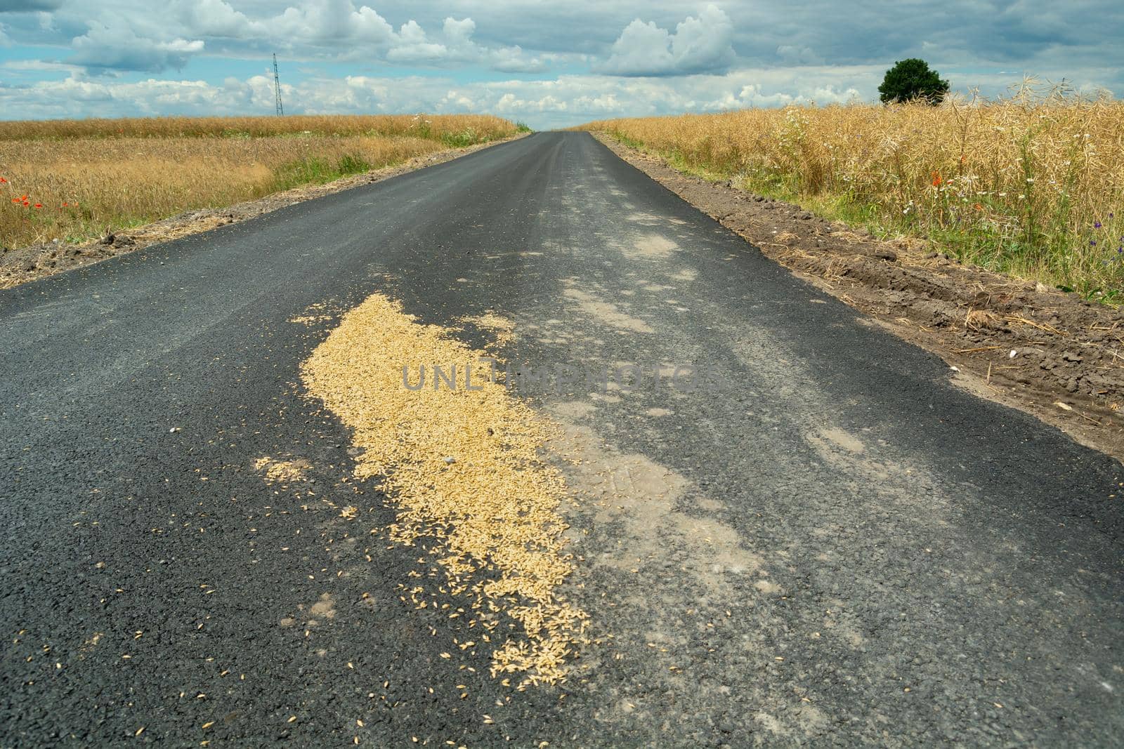 Scattered grain seeds on the asphalt road, summer rural view