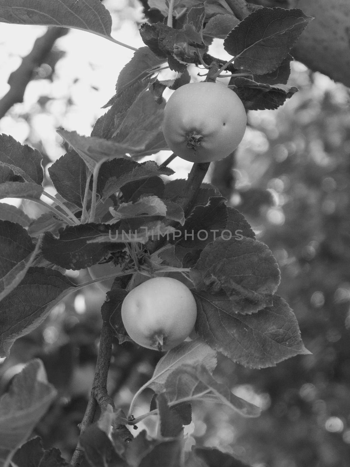 Organic small fruit produce in Piacenza Italy.Apples growing on a tree on sunny day in July