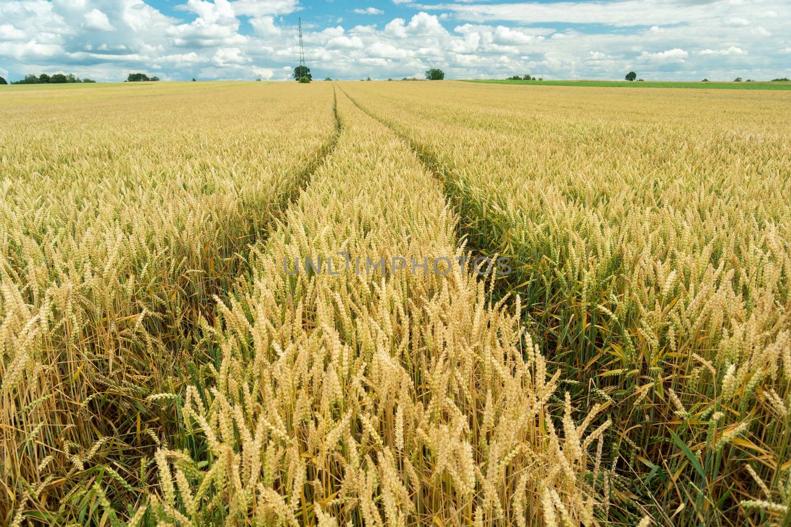 Wheel marks in a golden grain field, summer day