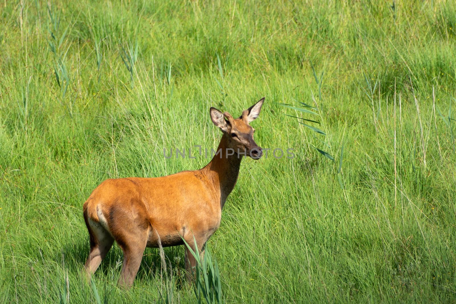 Young red deer standing in the grass, summer day