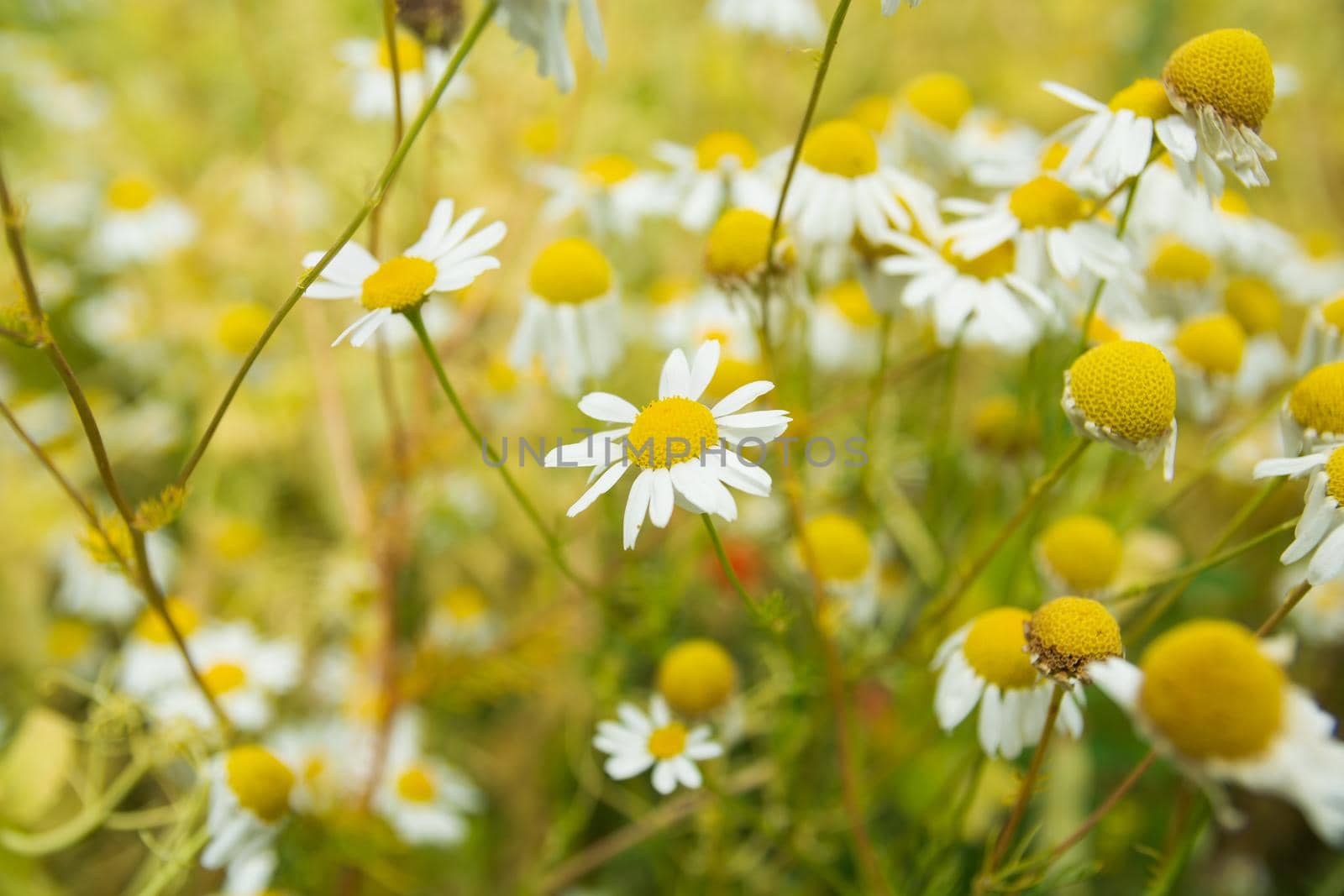 Close-up of many chamomile flowers in a meadow, summer day