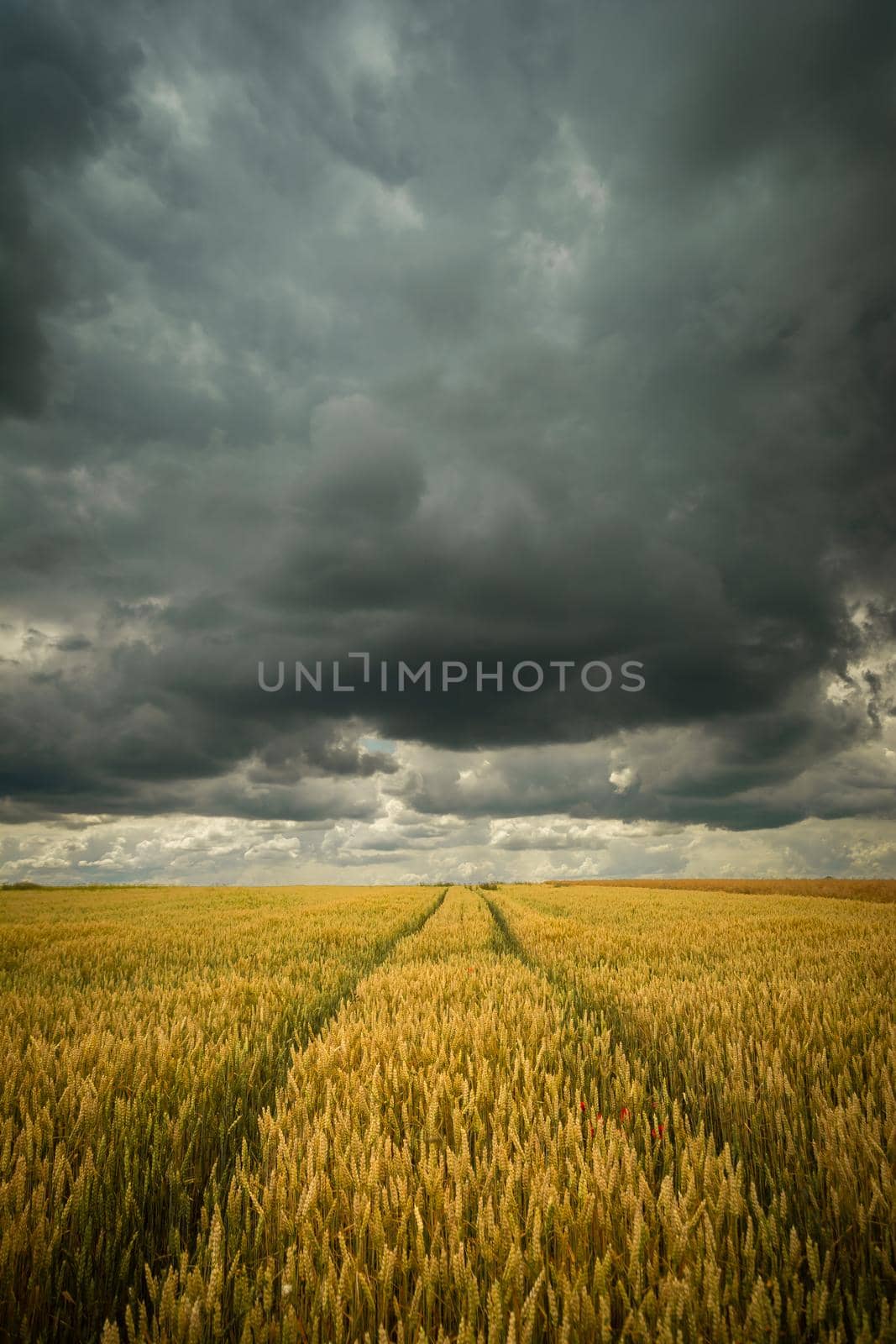Wheel tracks in wheat and storm sky, rural view