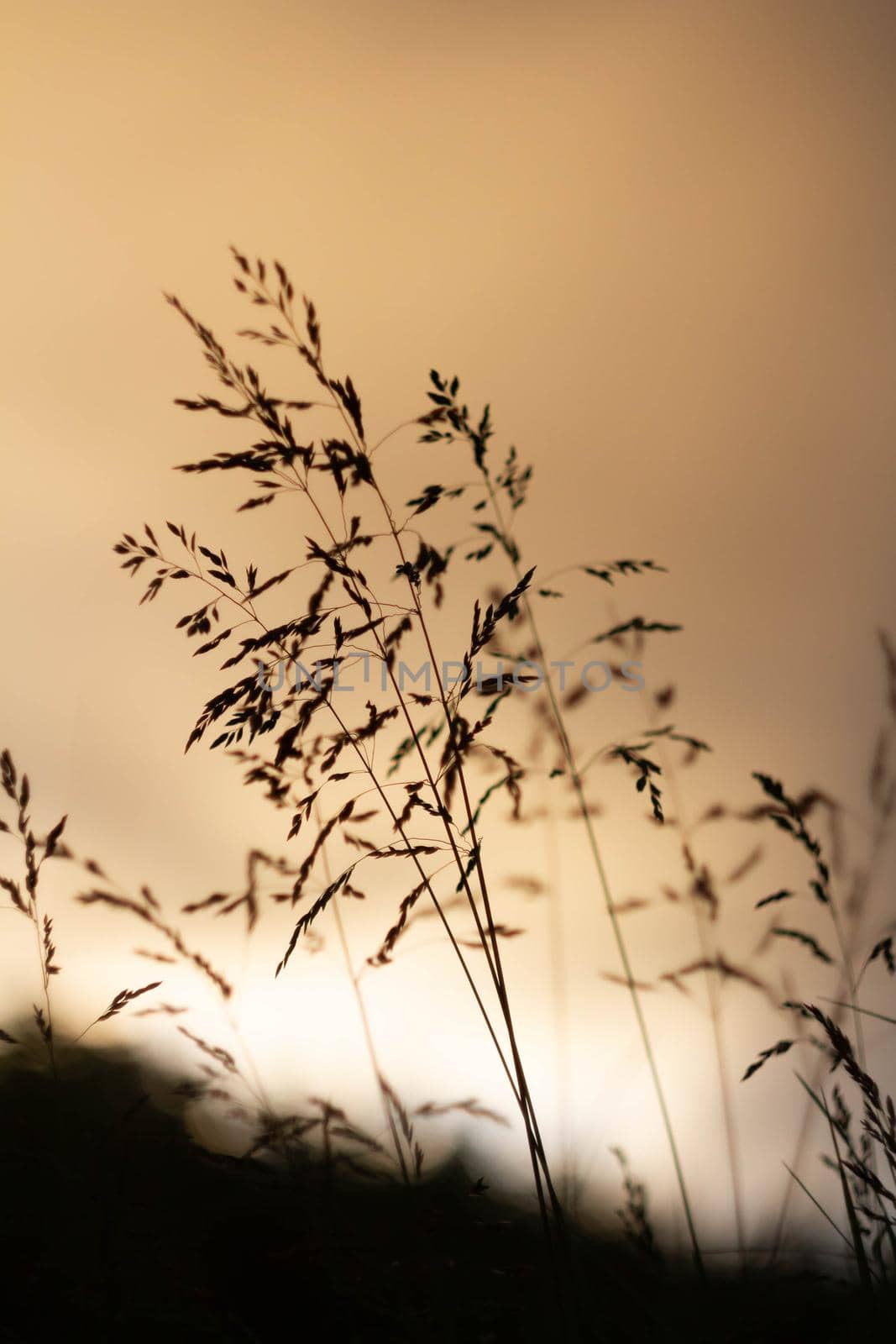 Green grass background in sunlight. Bright bokeh. Soft focus. Abstract natural background at sunset.