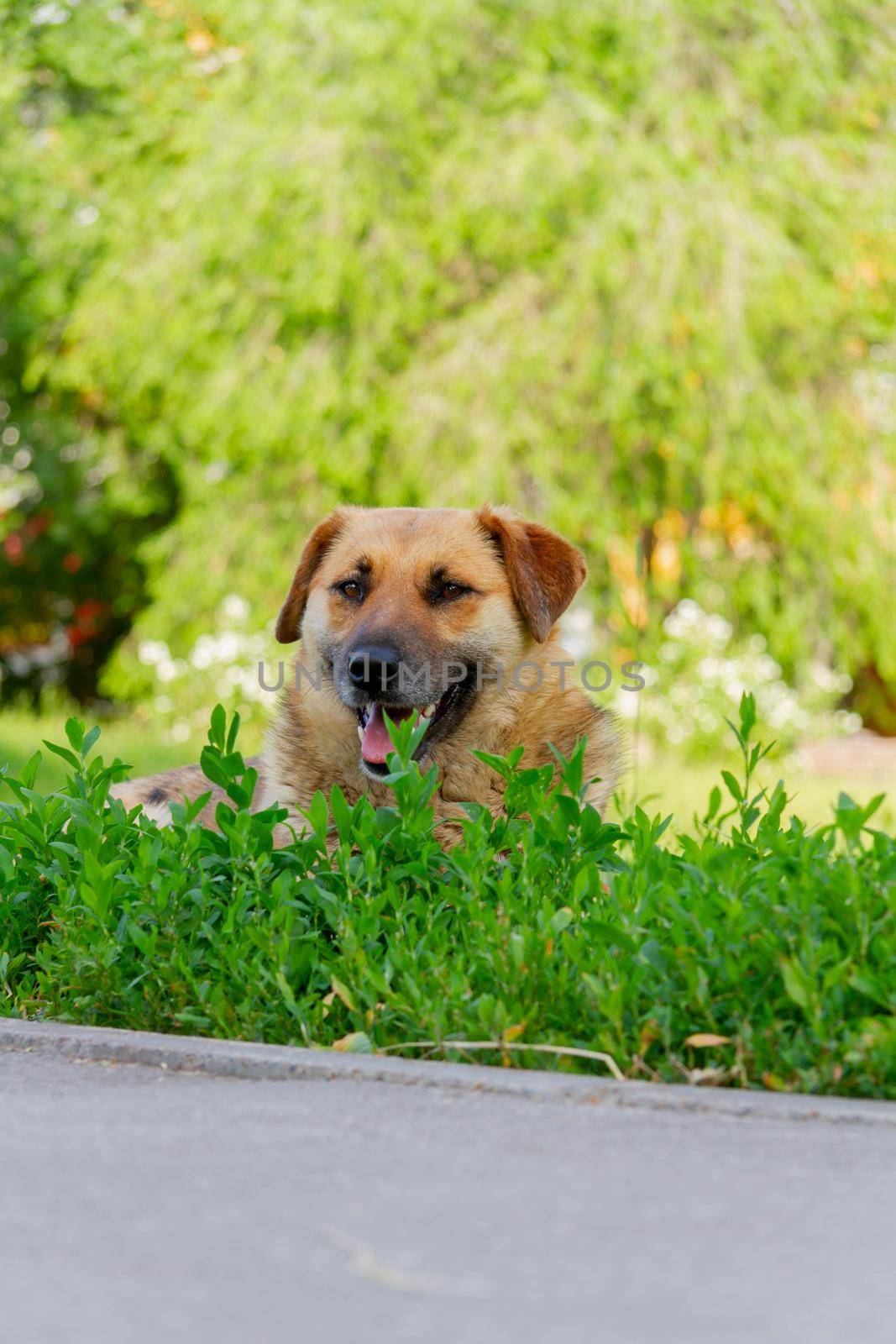 Chipping of animals. Dog with a sensor. The dog is saved from the heat in the grass.