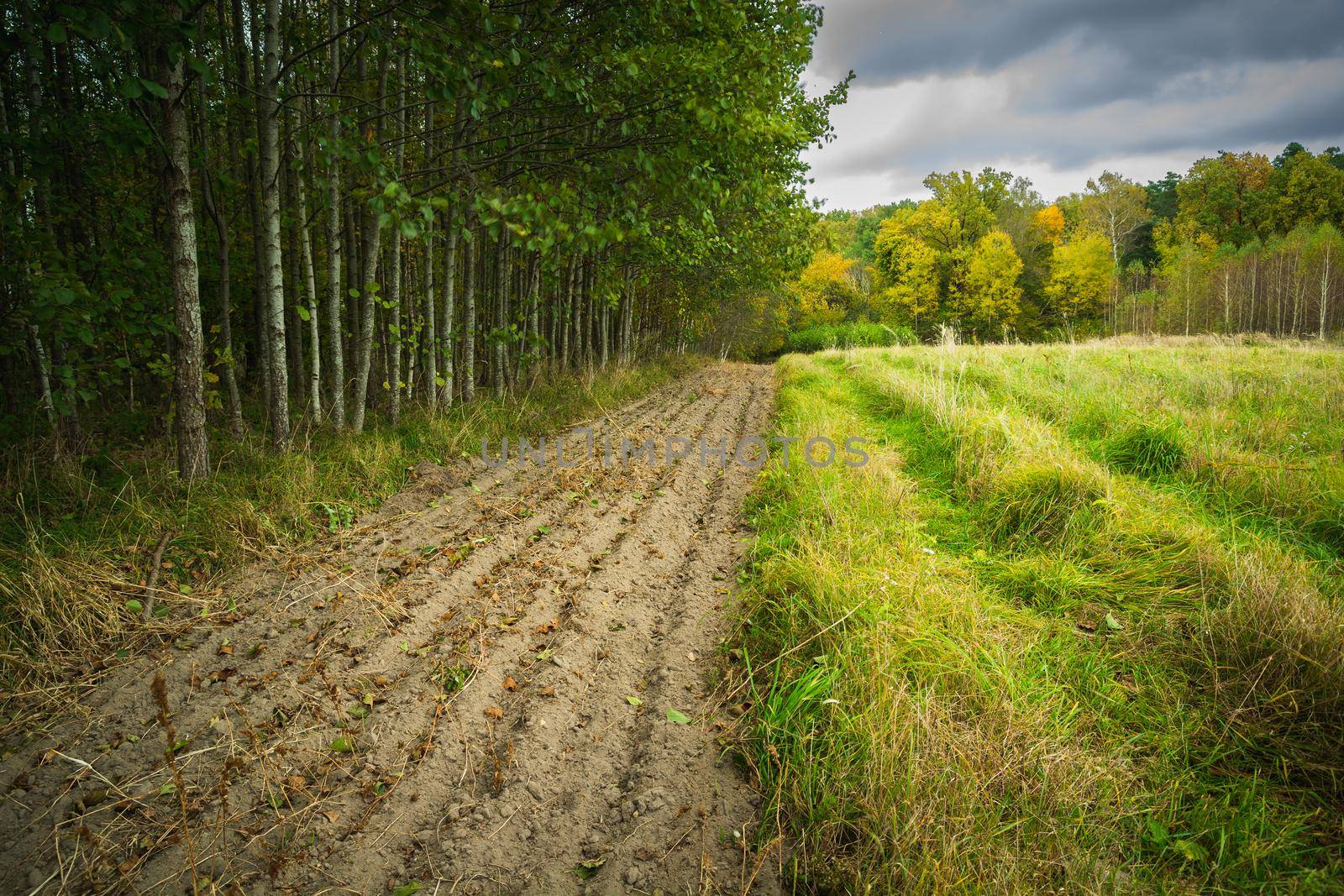 Ploughed strip of land by the forest and cloudy sky