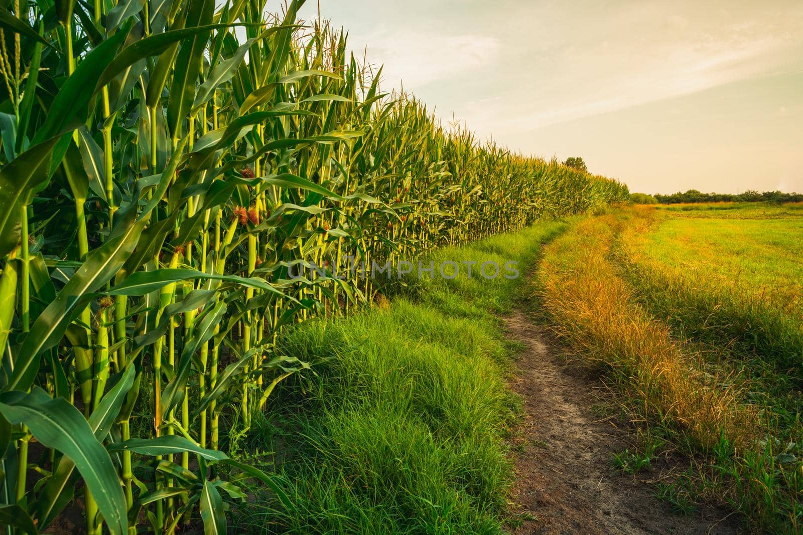 A corn field by a dirt road, summer rural view