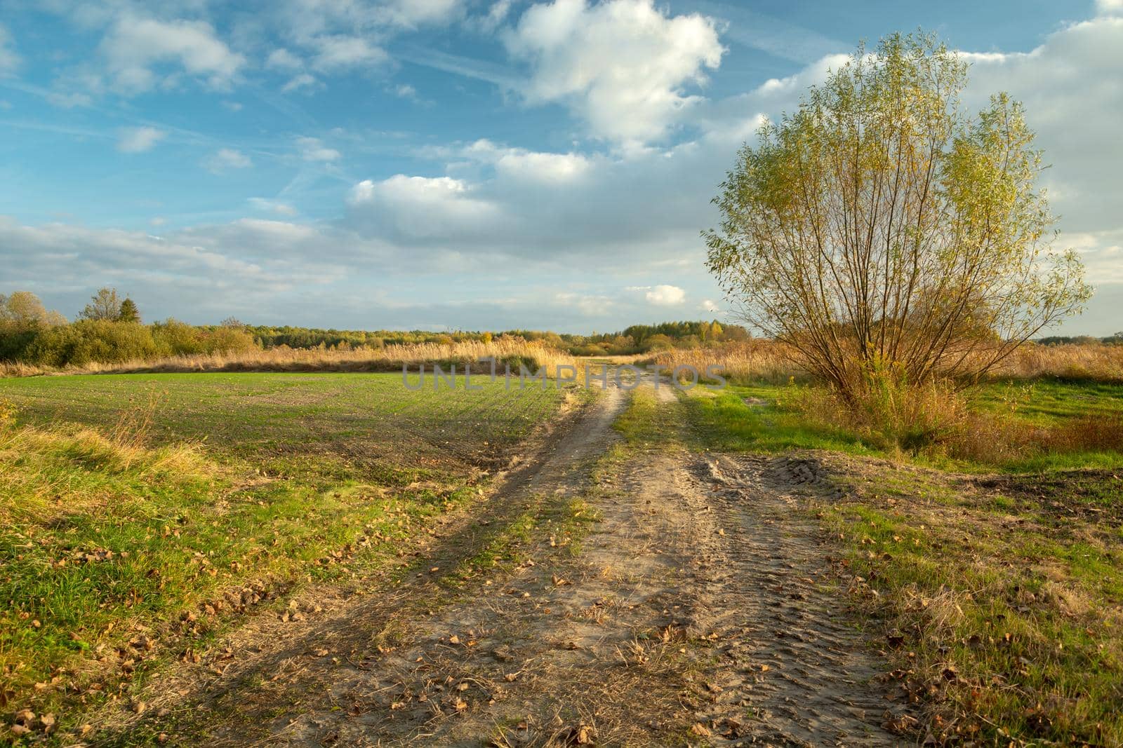 Rural road through rural areas, sunny autumn day