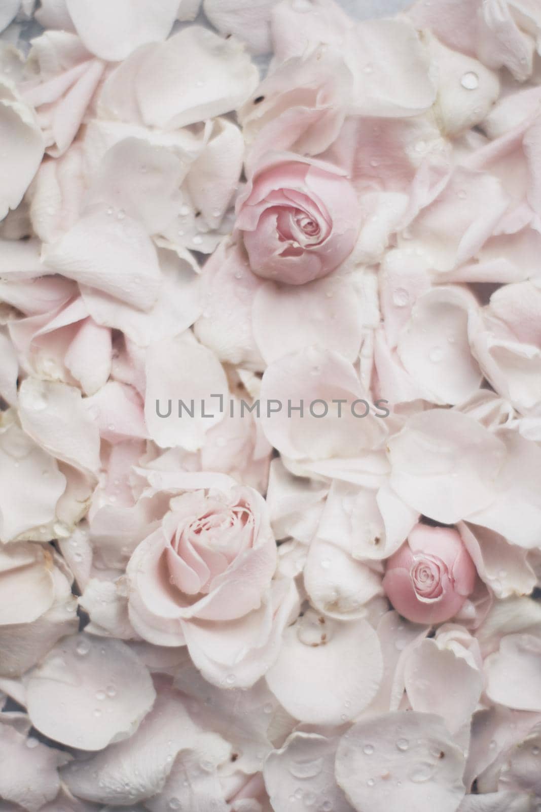 rose flower petals on marble - wedding, holiday and floral garden styled concept by Anneleven