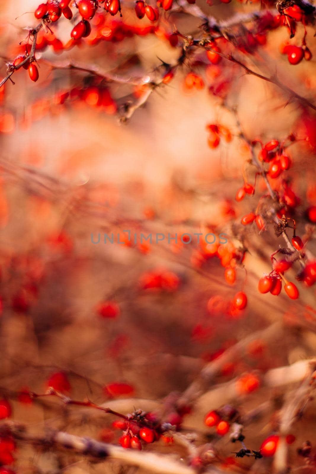 abstract autumn art - nature and environment concept, elegant visuals