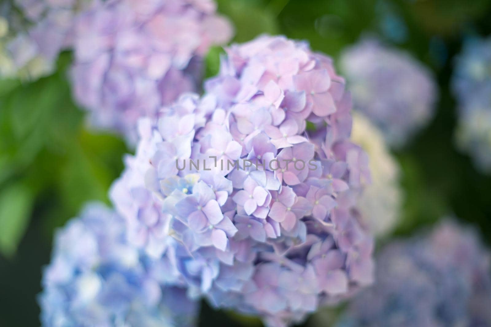 Fresh hortensia bright blue flowers and green leaves background