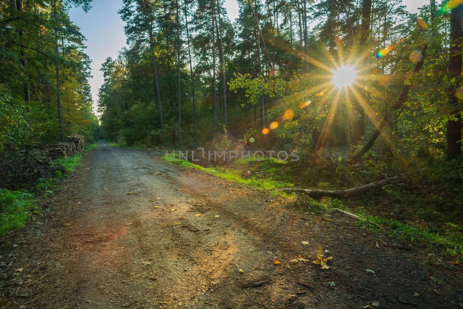 Sun star in dark forest with dirt road, idyllic woodland