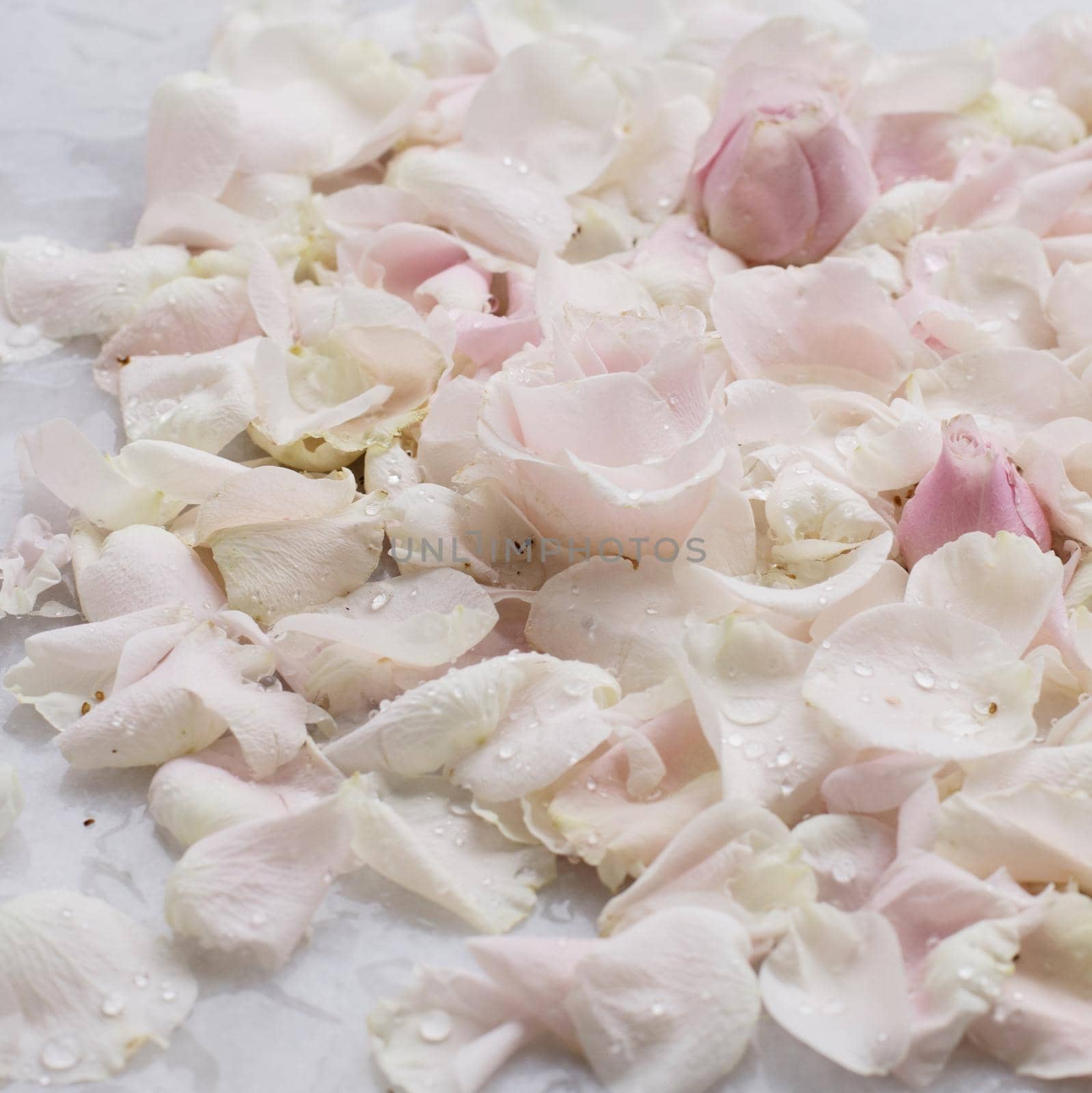 rose flower petals on marble - wedding, holiday and floral garden styled concept, elegant visuals