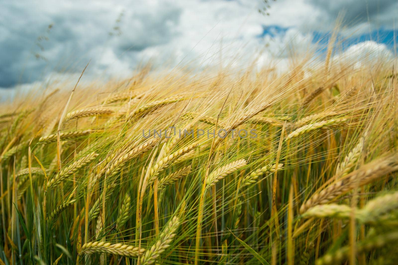 Close-up of a barley field and clouds in the sky by darekb22