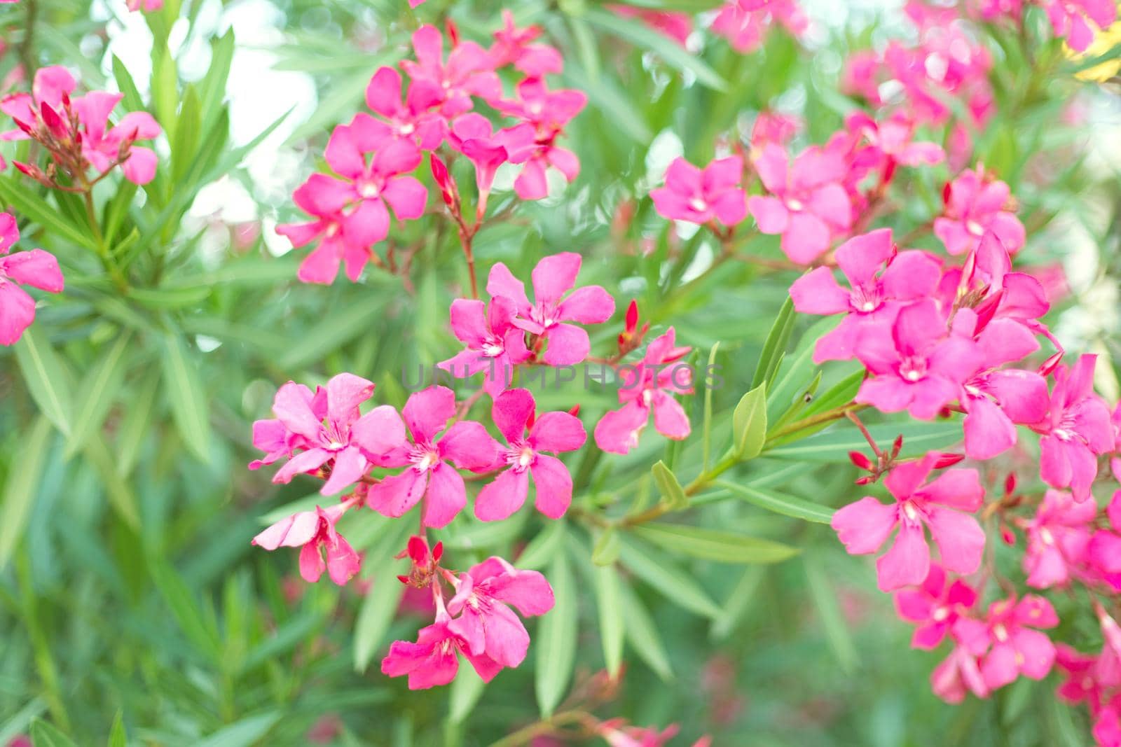 Beautiful vivid pink oleander flowers on blur green leaves background.