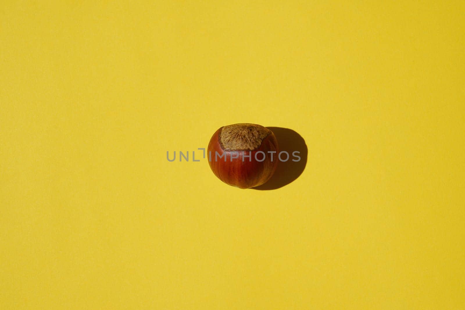 hazelnut on a yellow background with a hard shadow by roman112007