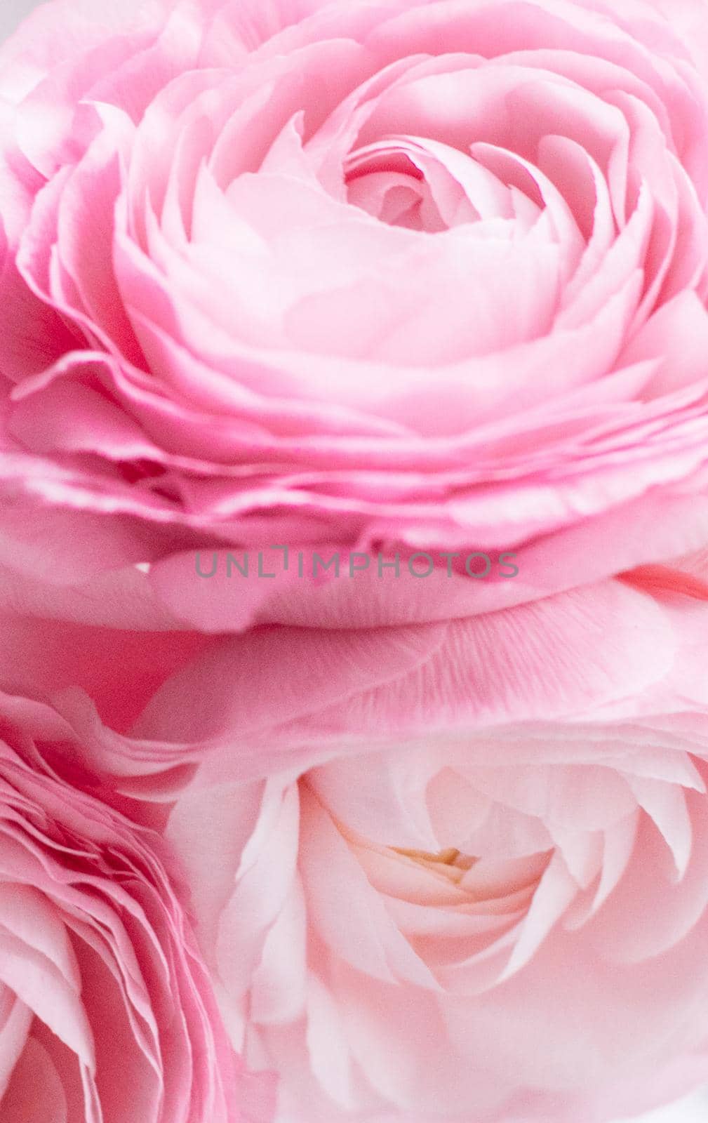 rose flowers close-up - wedding, holiday and floral background styled concept by Anneleven
