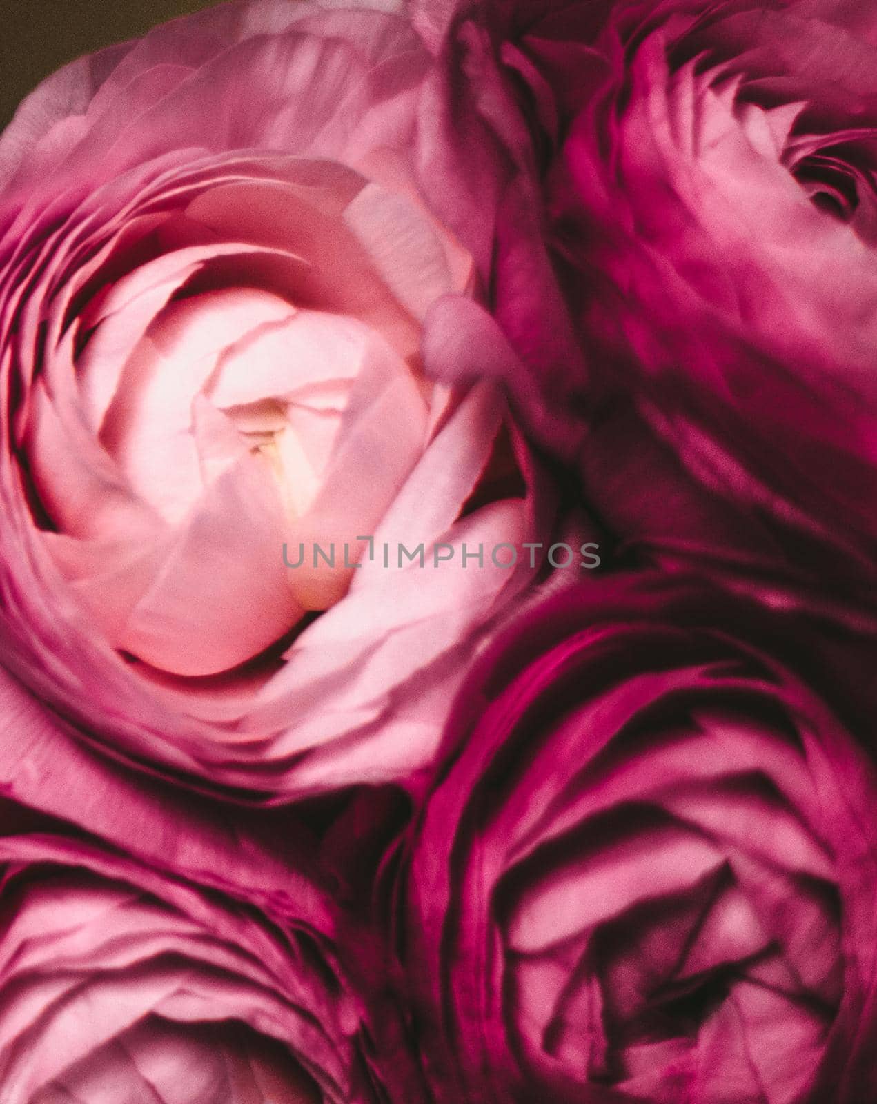 rose flowers close-up - wedding, holiday and floral background styled concept by Anneleven