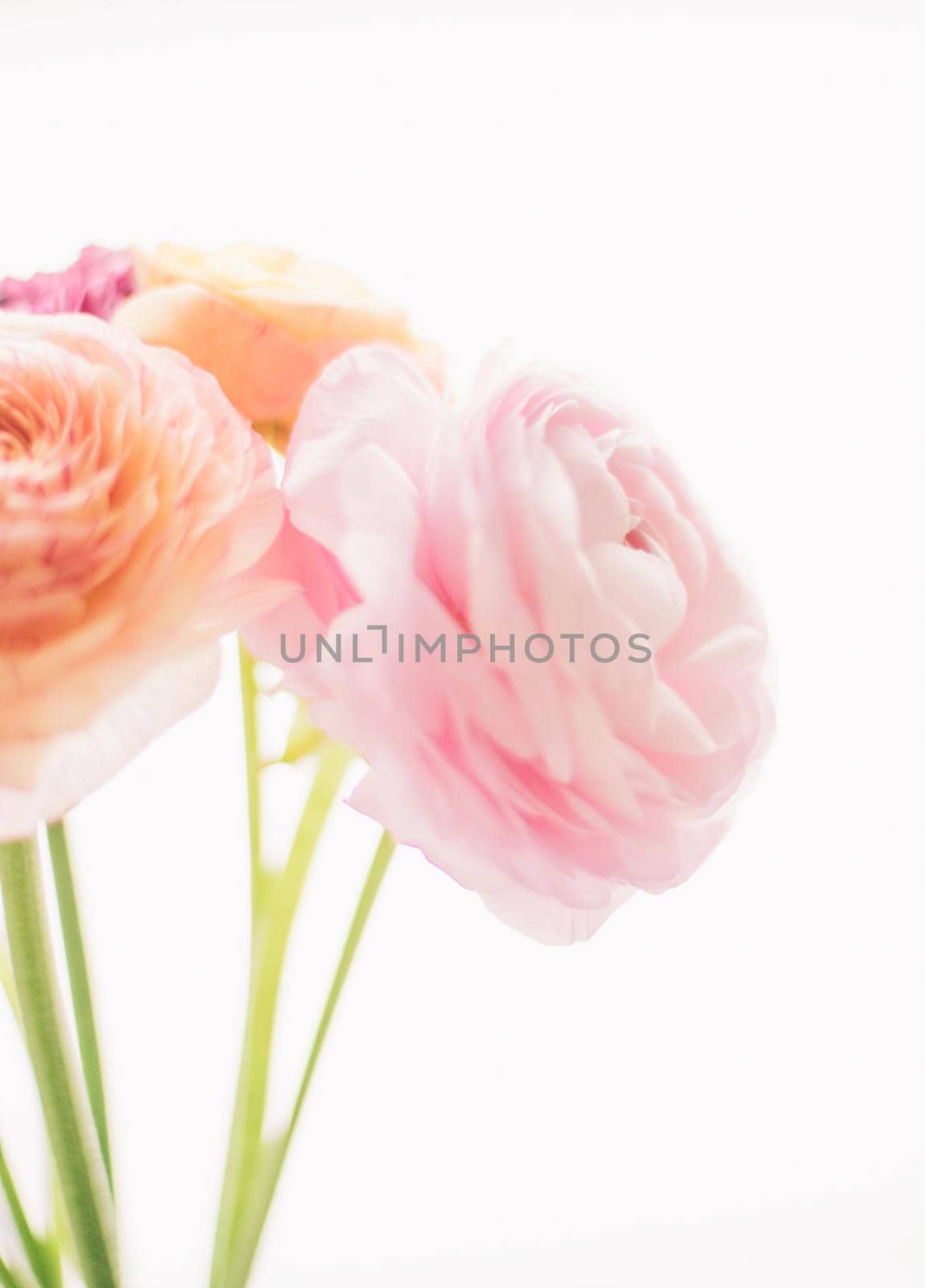 pink rose flowers from the garden - wedding, holiday and floral garden styled concept by Anneleven