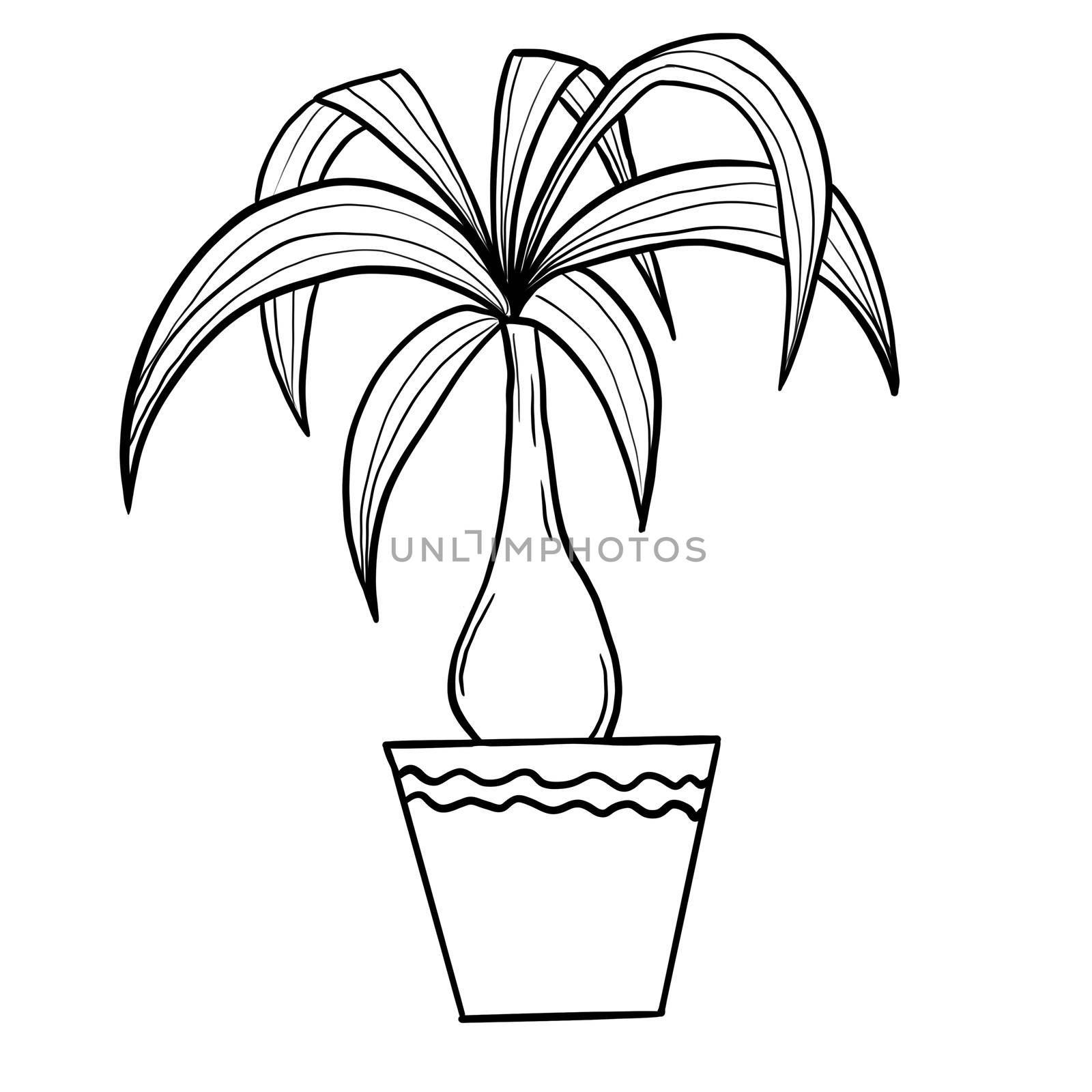 Dracena dragon tree in a pot in black line outline cartoon style. Coloring book houseplants flowers plant for interrior design in simple minimalist design, plant lady gift. by Lagmar