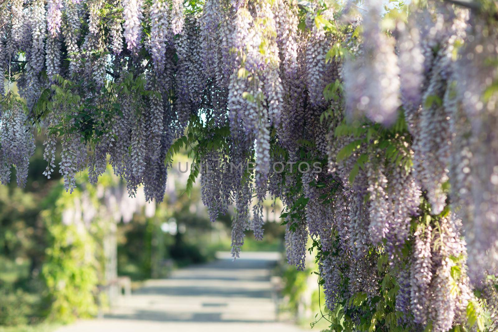 Close up view of beautiful purple wisteria blossoms hanging down from a trellis in a garden with sunlight shining from above through the branches on a sunny spring day