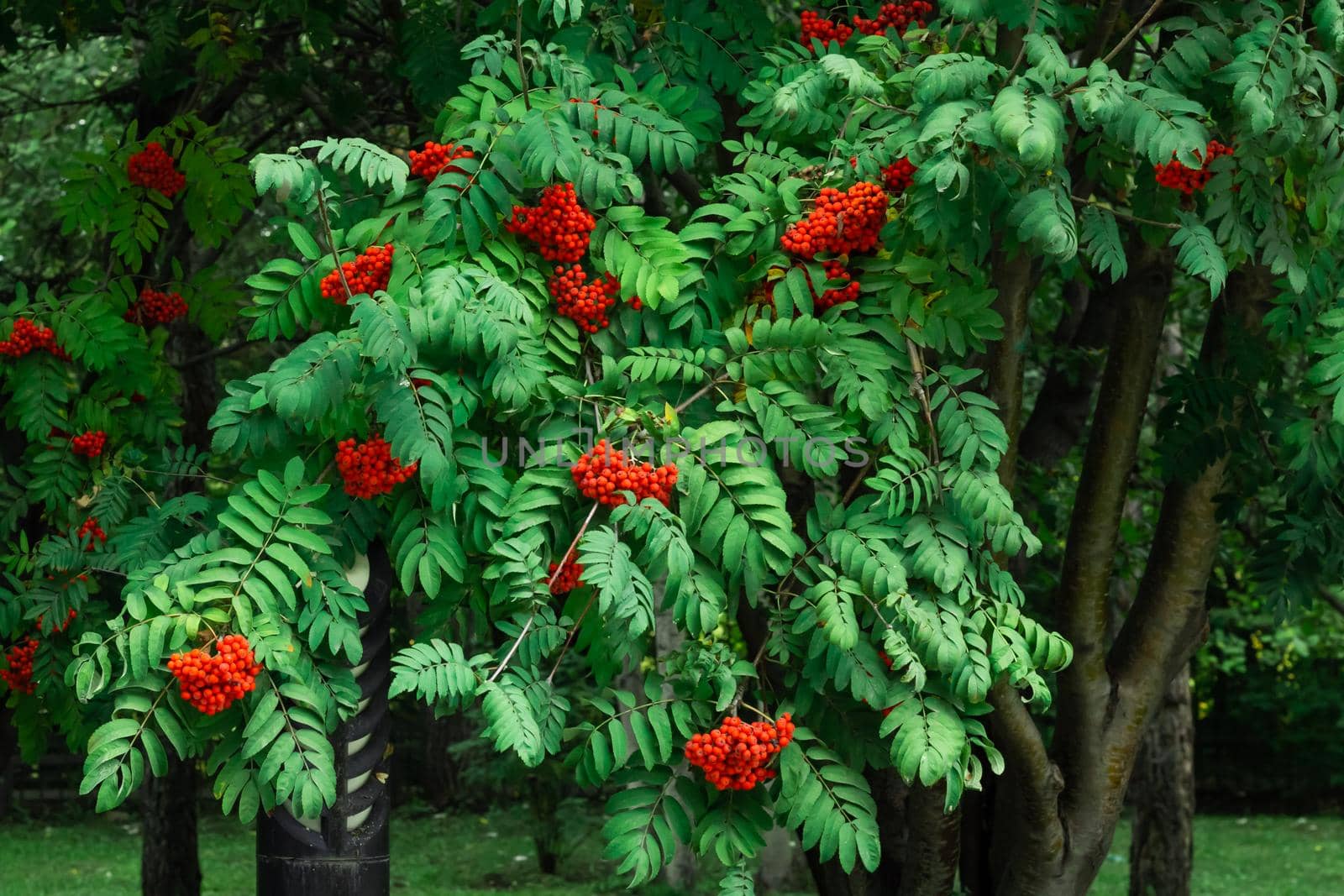 Bunches of ripe red Mountain Ash berries on branches with green leaves, rowan trees in summer autumn garden, natural background