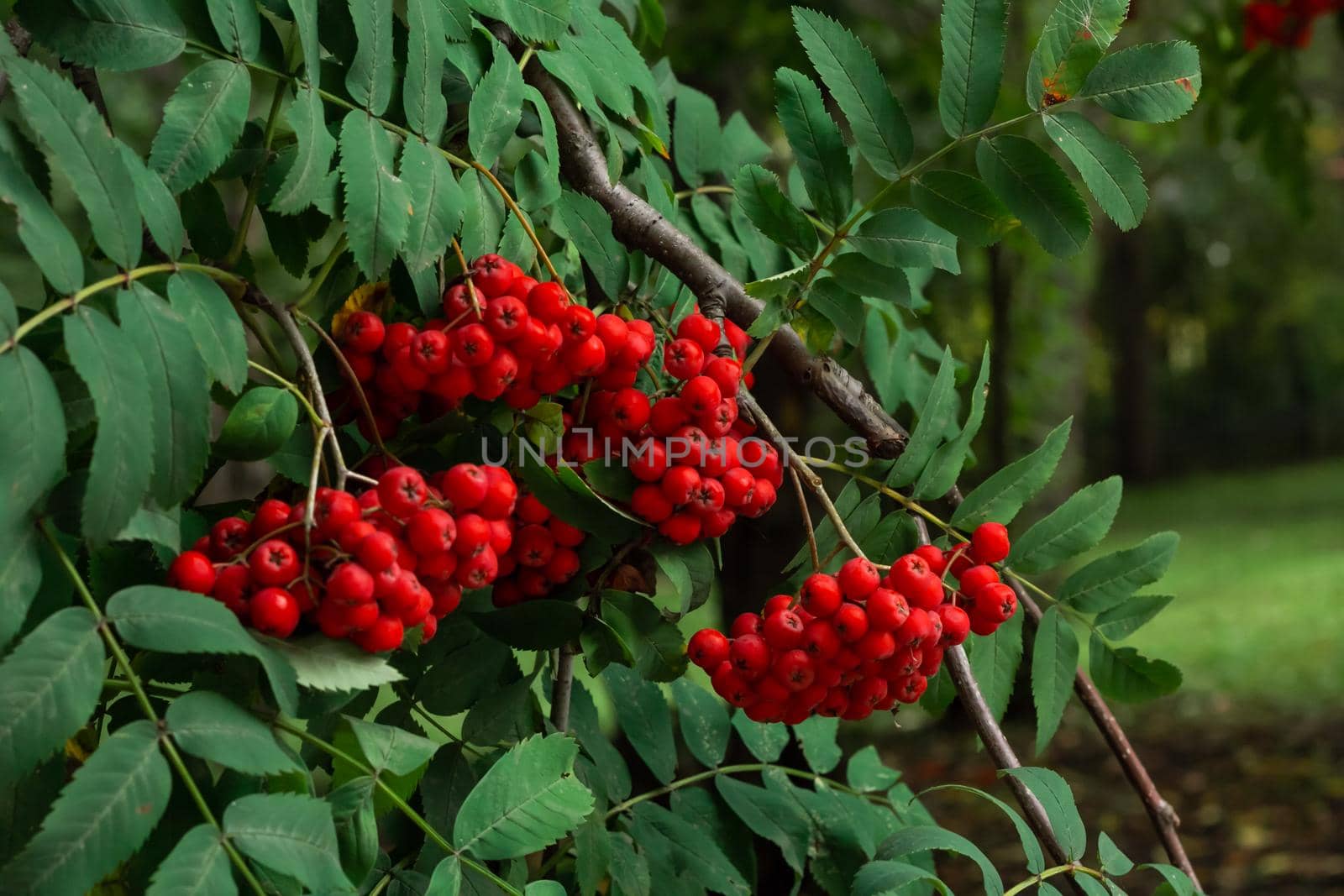 Bunches of ripe red Mountain Ash berries on branches with green leaves, rowan trees in summer autumn garden, close up