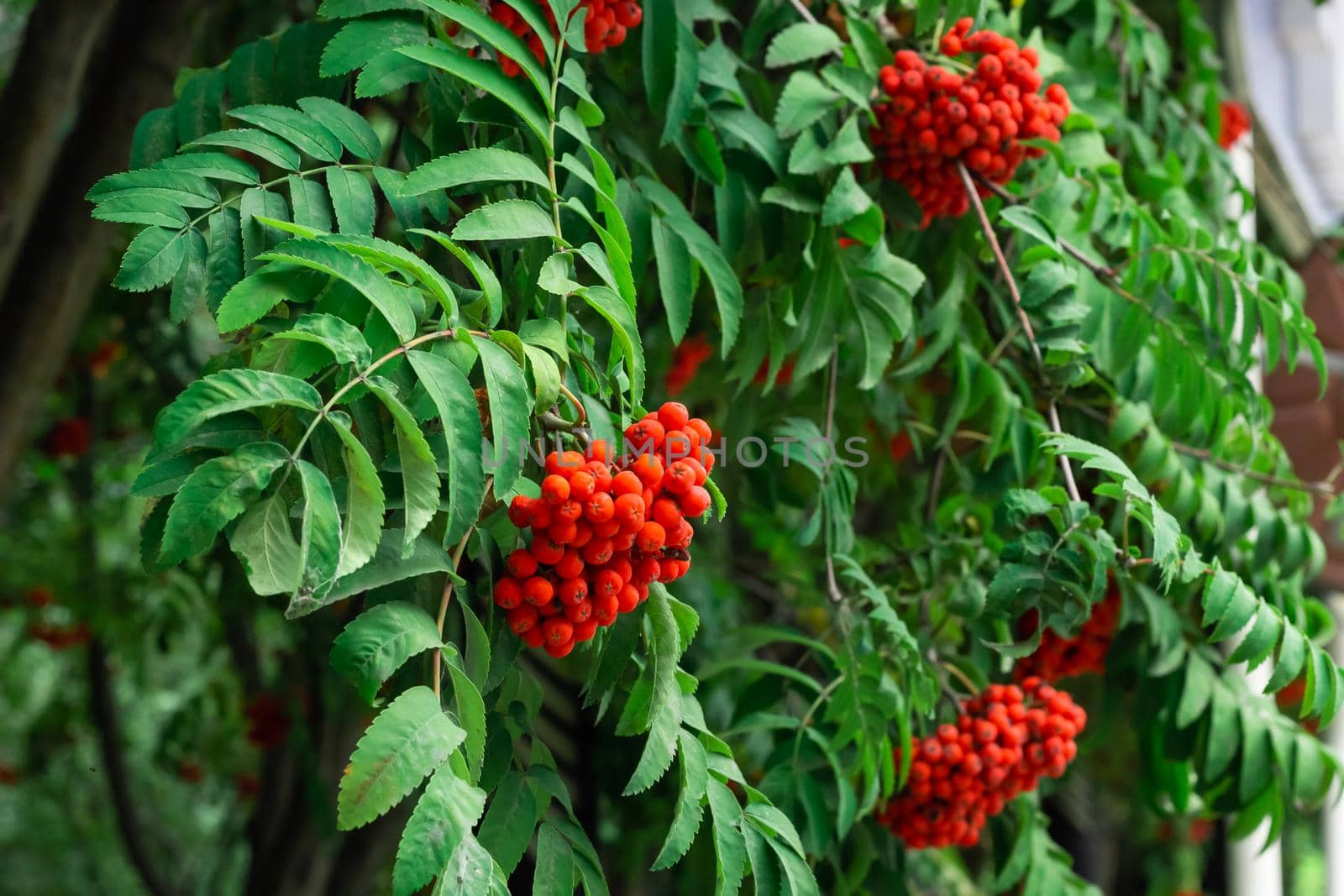 Bunches of ripe red Mountain Ash berries on branches with green leaves, rowan trees in summer autumn garden, close up