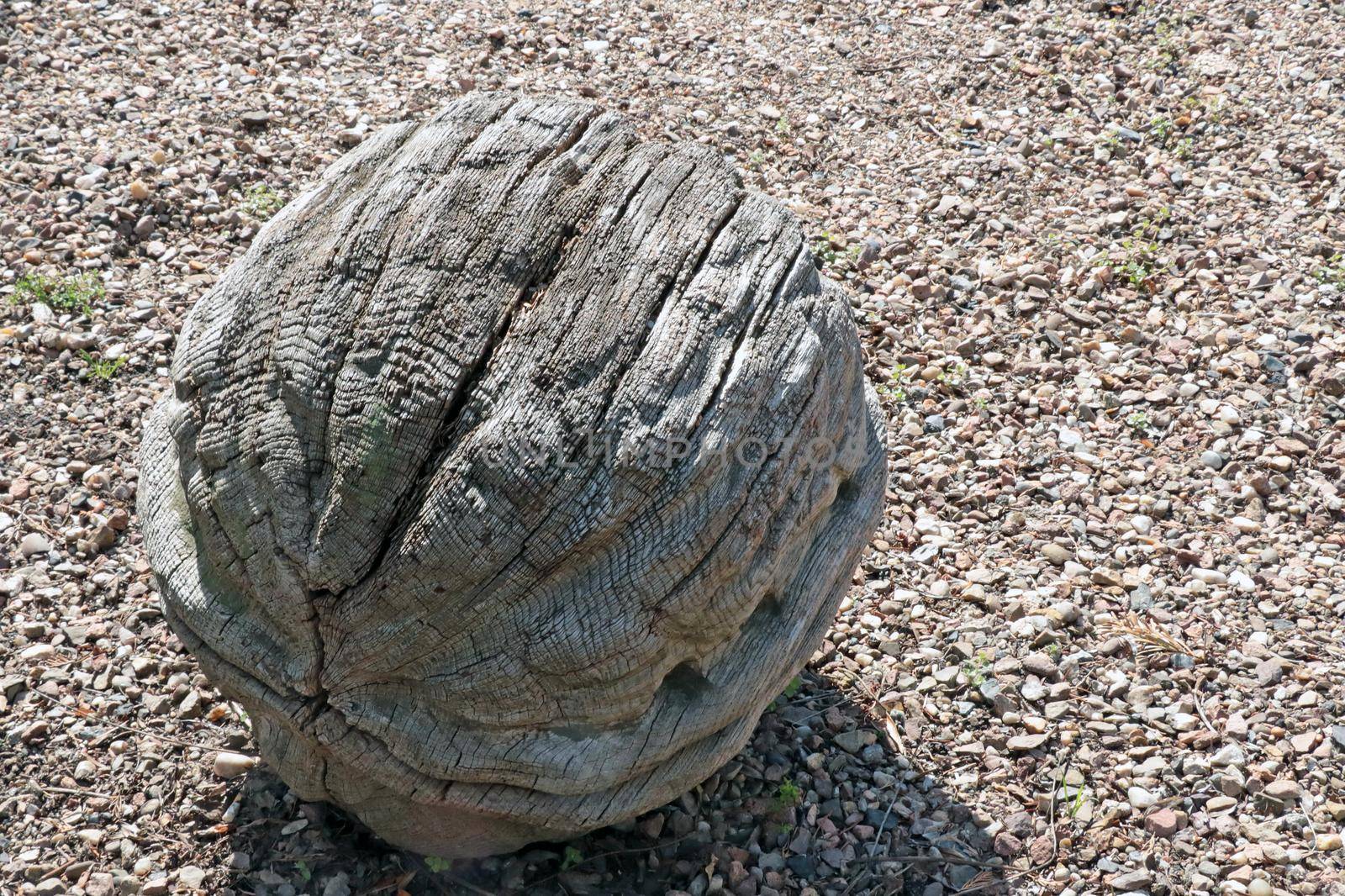 Large walnut tree on the ground. Wood items