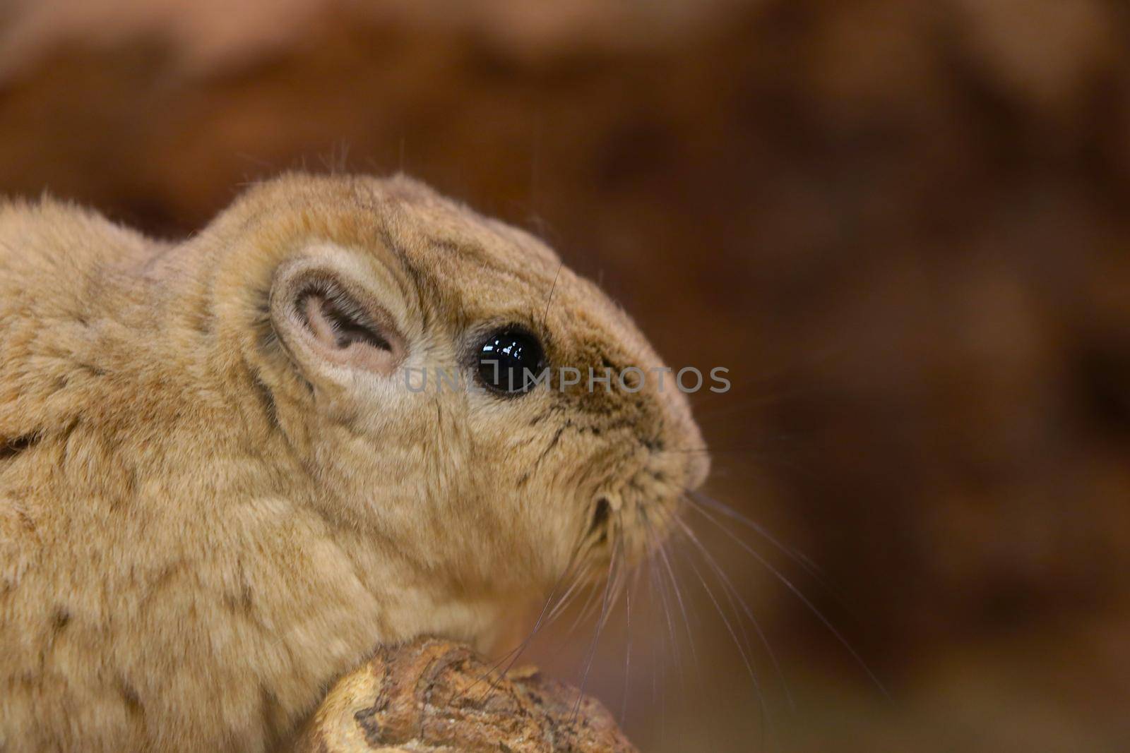 Gundi is a genus of rodents in the comb-toed family. by kip02kas