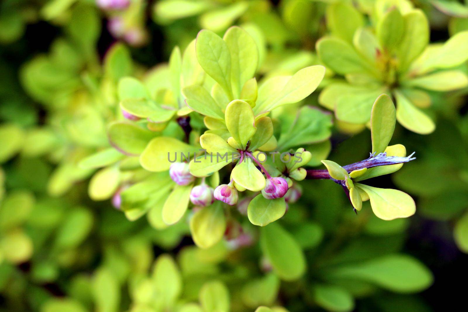 A young green branch of a bush in the garden. The background of nature