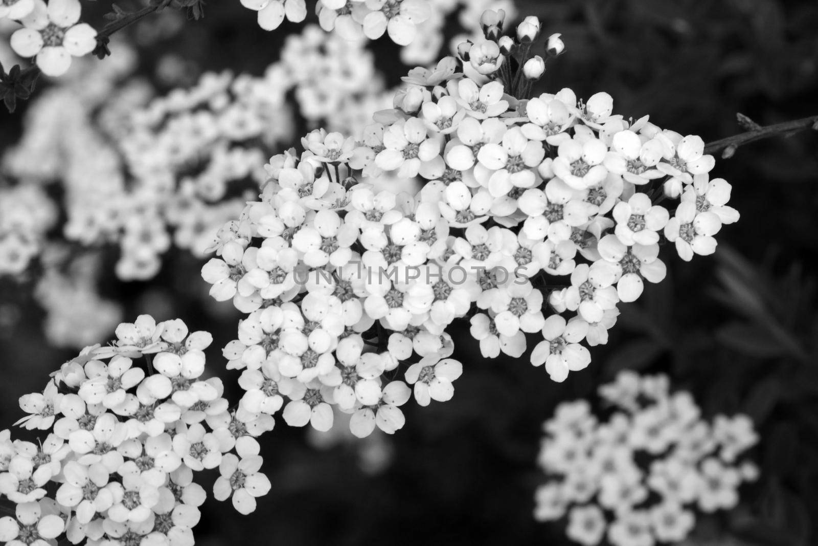 Black and white photo. Blooming useful wildflowers