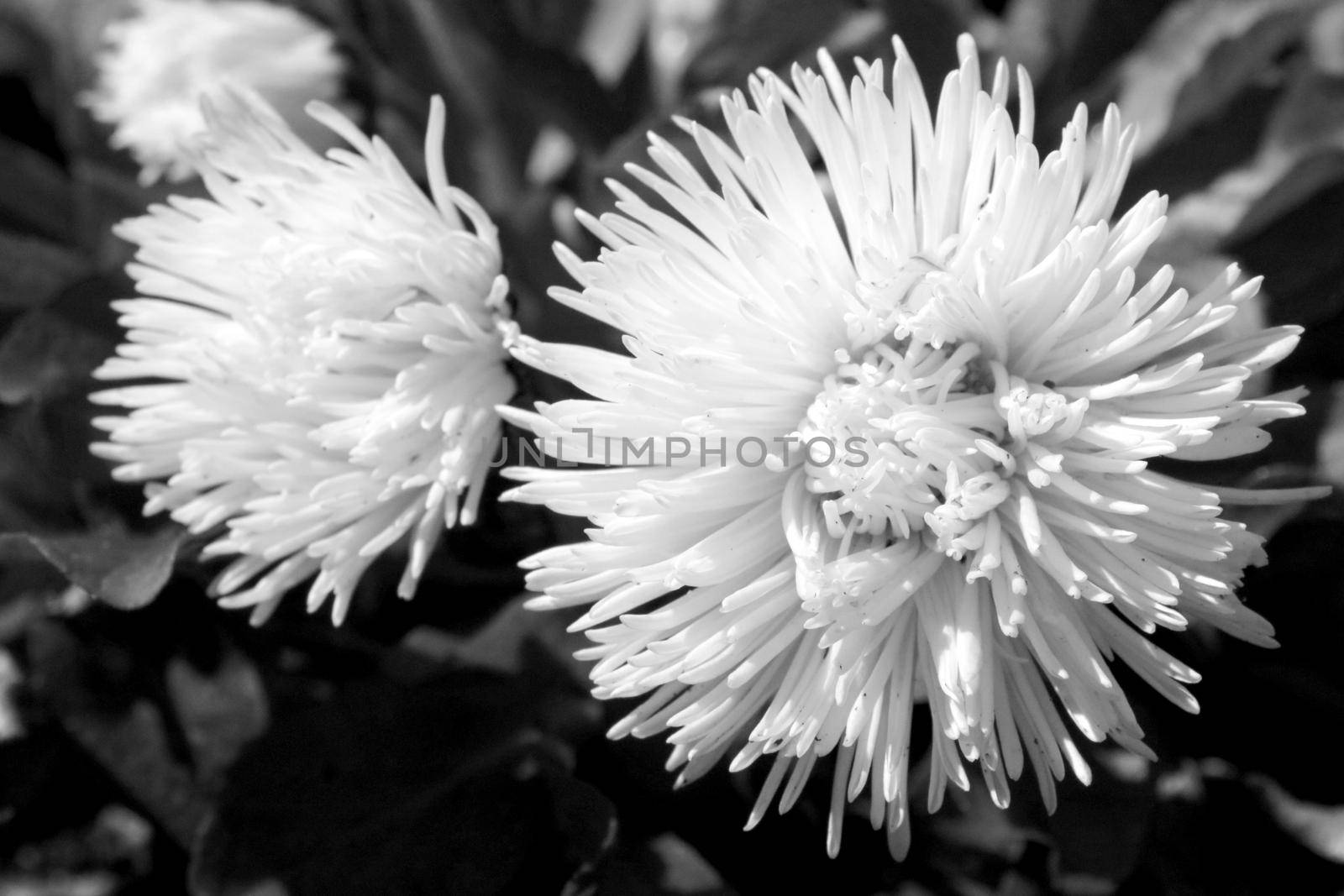 Black and white photo. Flowering flowers in the garden in autumn