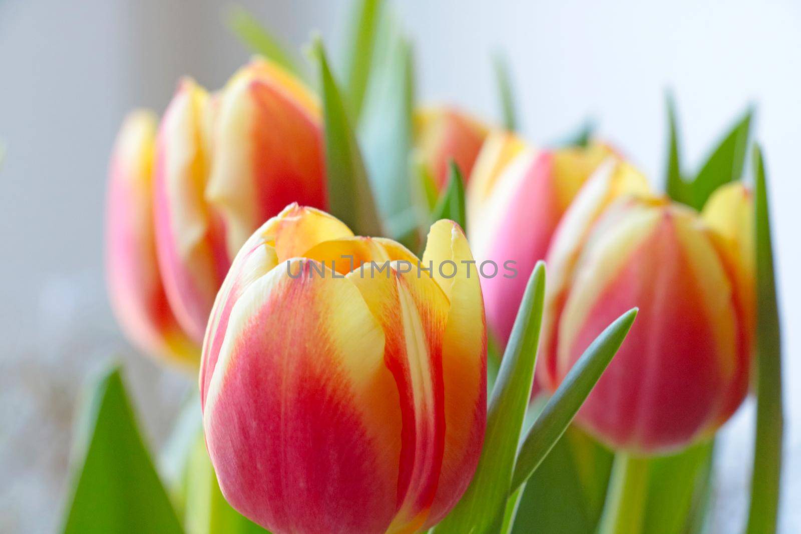 Beautiful bright tulips are blooming. Posy