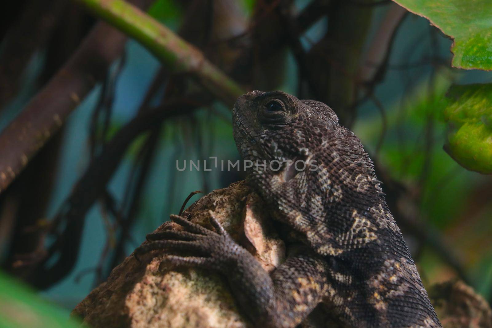 A dark lizard sits on a tree branch. Wildlife. by kip02kas