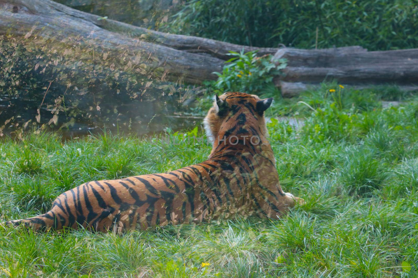 A tiger lies on the grass. Wildcat. Wild animals